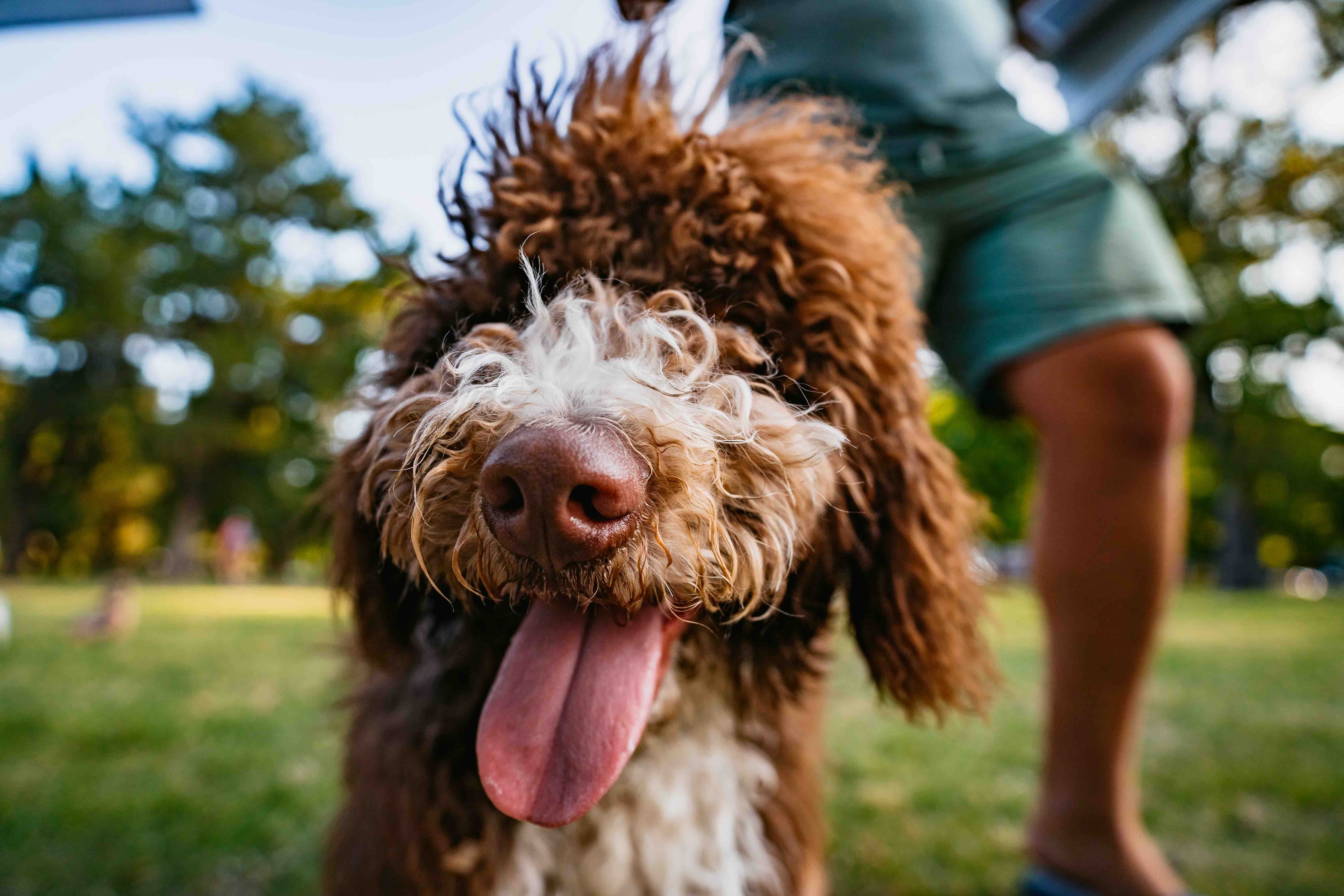 brown and white labradoodle close-up