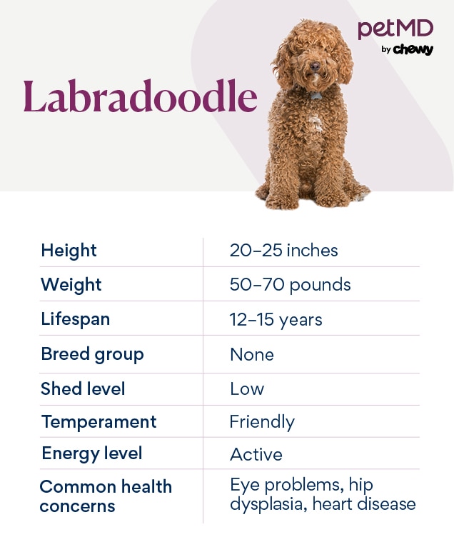 Labradoodle fashion midsize