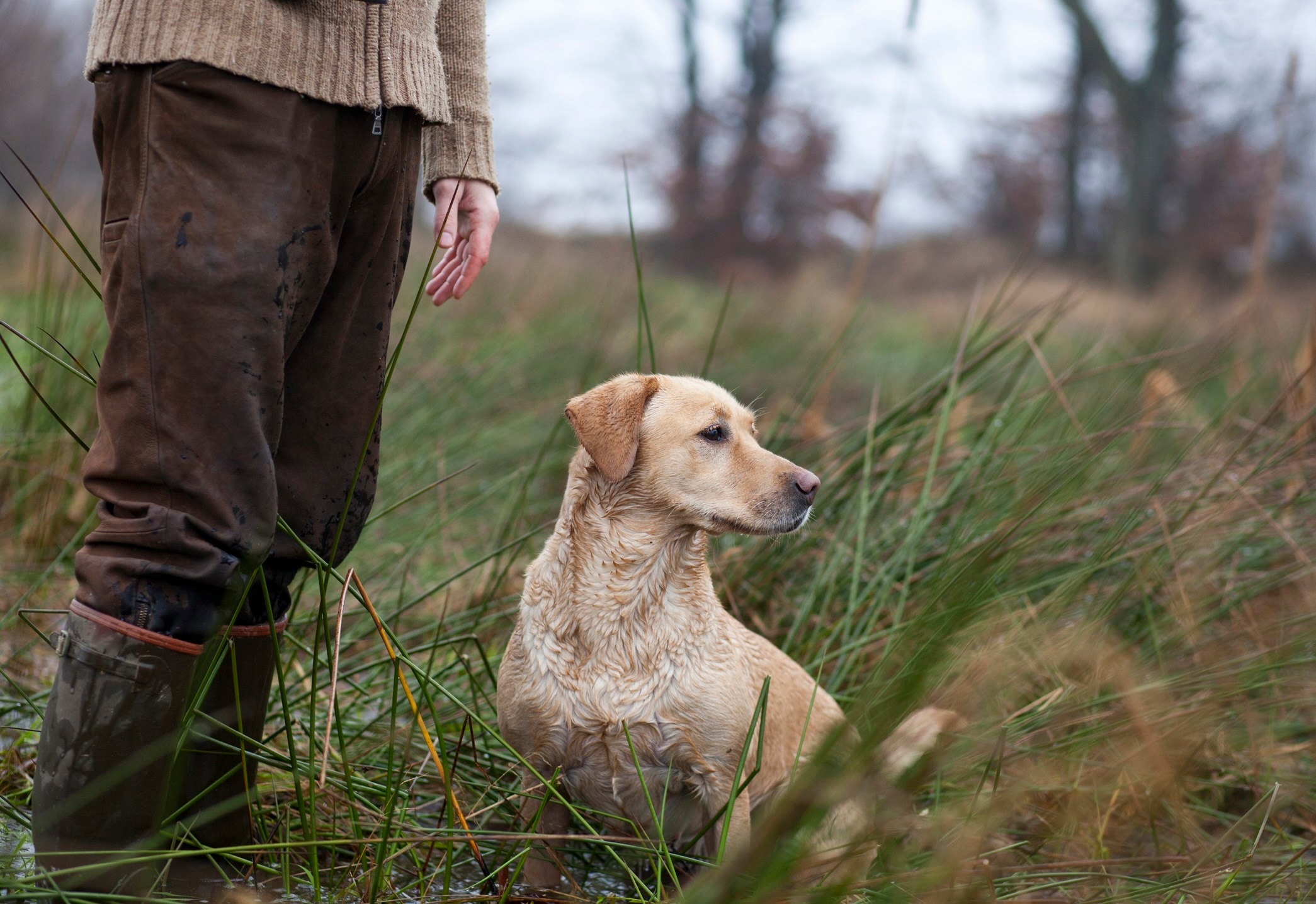 yellow labrador retriever sitting at the feet of a person in a marshy wetland