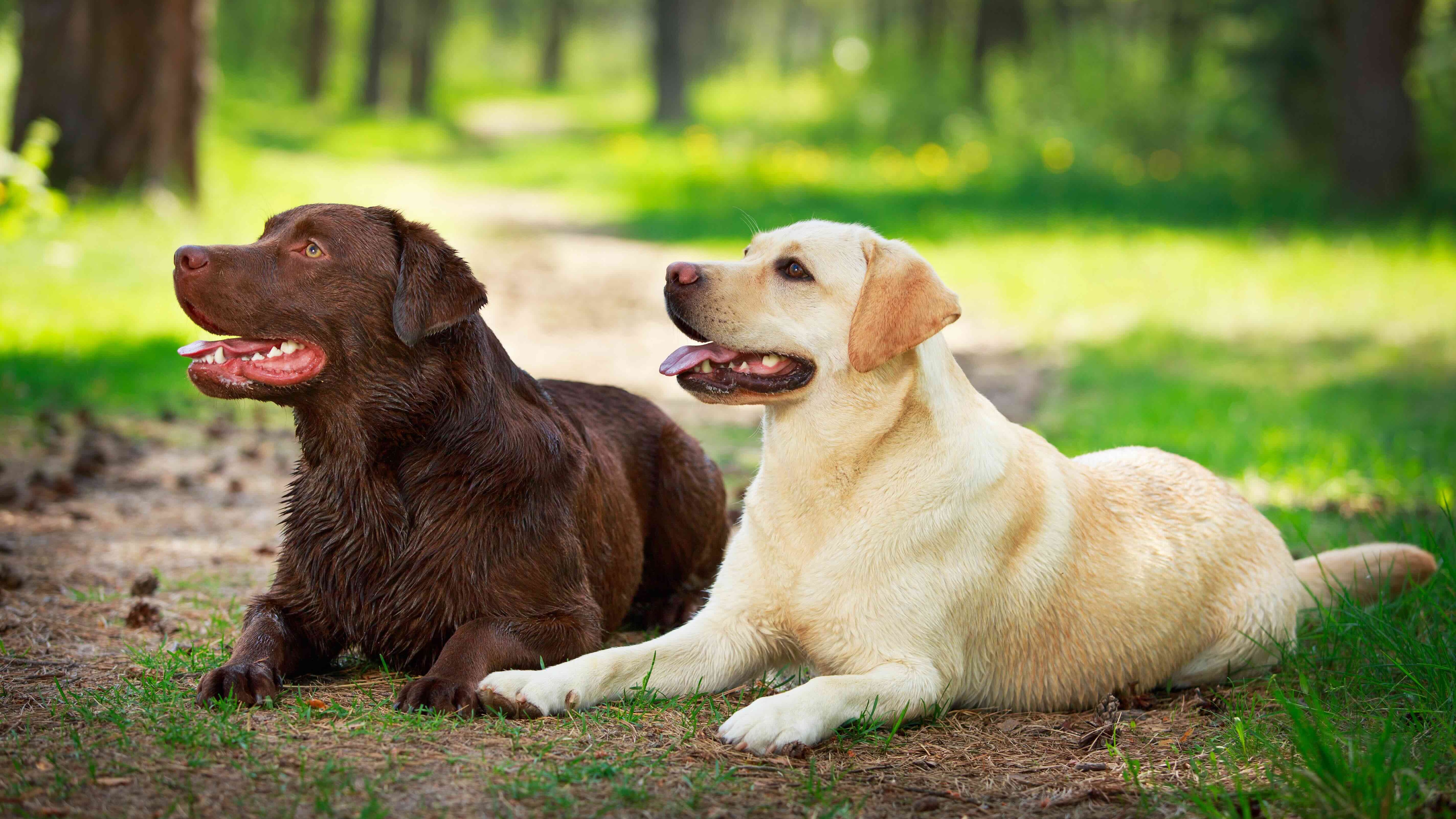 chocolate labrador retriever and yellow labrador retriever lying next to each other and panting in grass