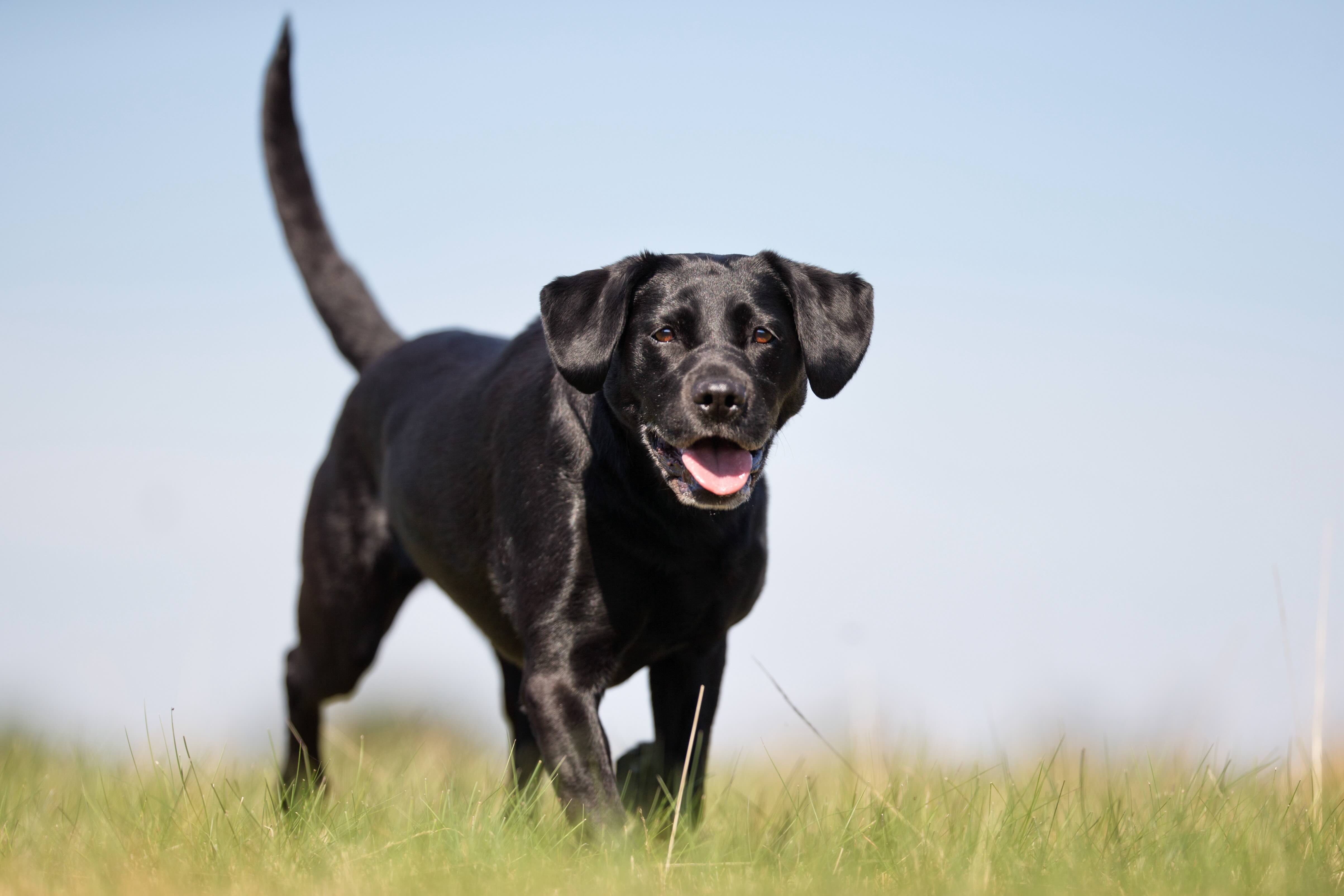 black labrador retriever walking through grass against a blue sky