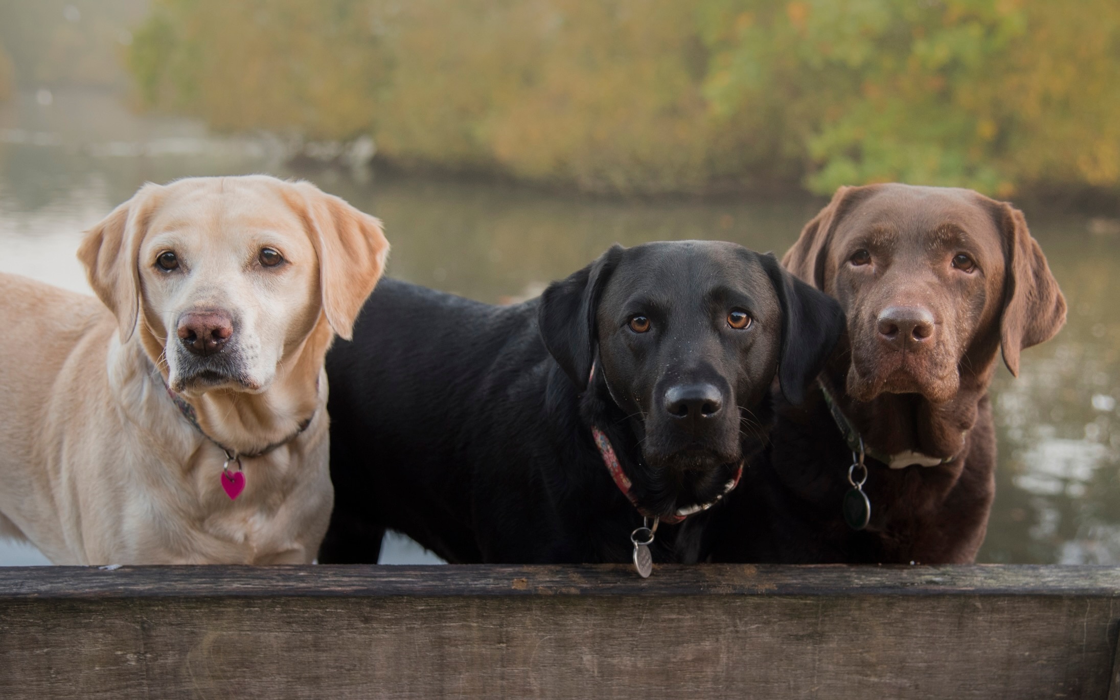 a yellow, black, and chocolate lab standing behind a wooden fence