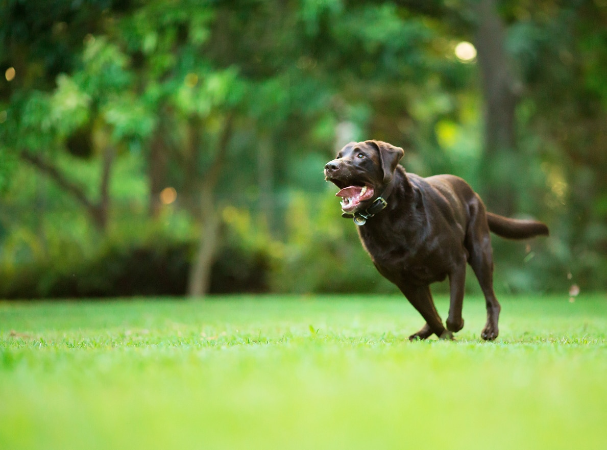 chocolate labrador retriever running in a park