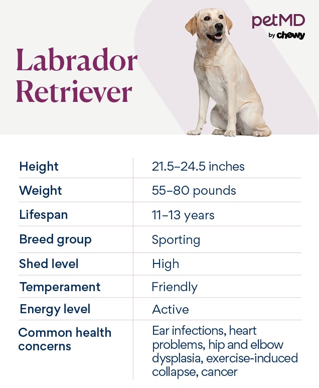 chart depicting a labrador retriever's breed characteristics