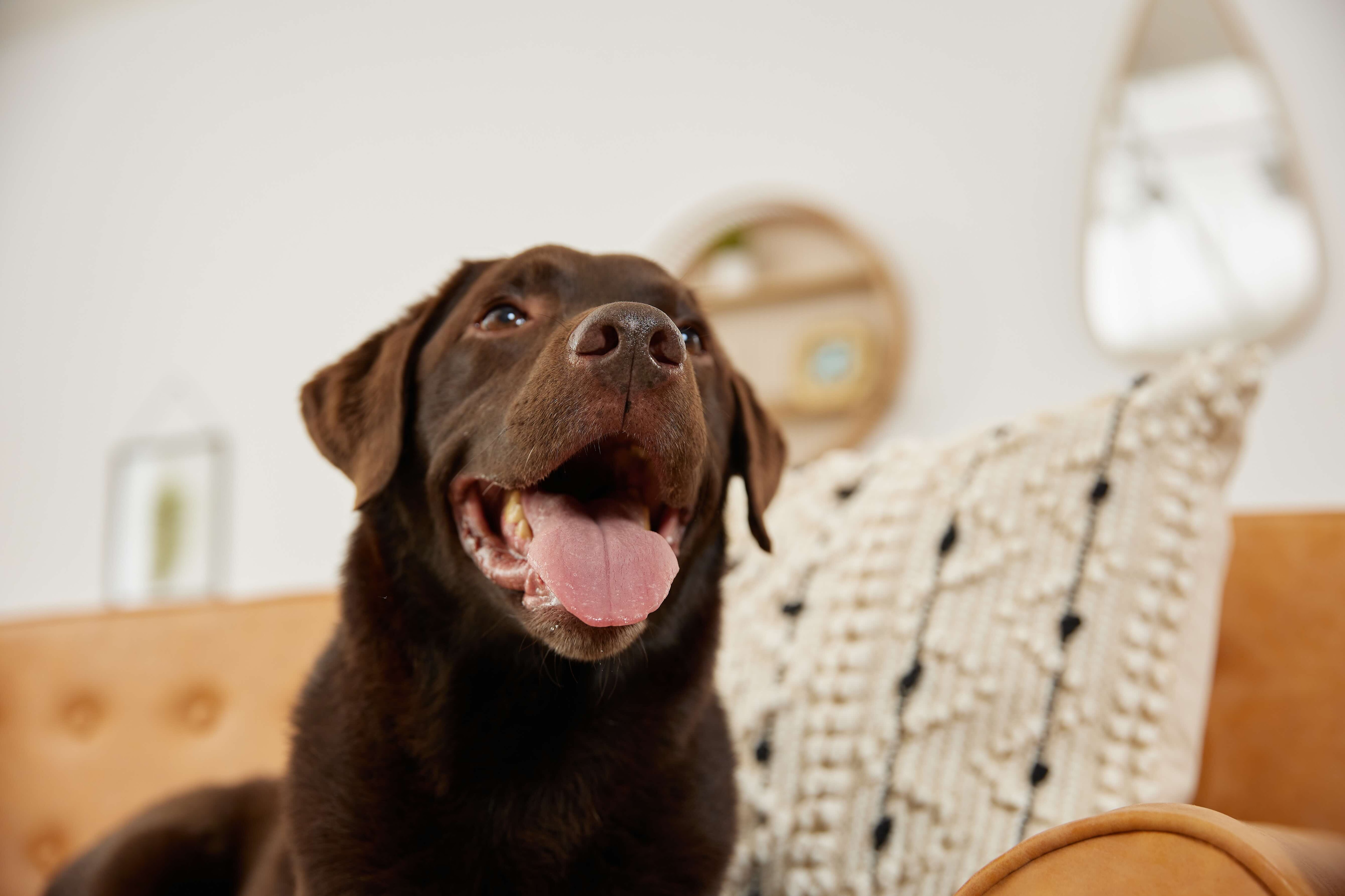 a chocolate lab close-up. Labradors are a dog breed prone to arthritis
