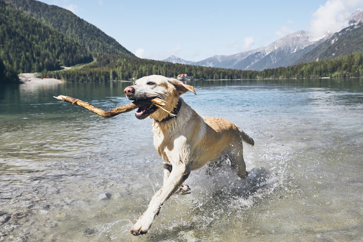 yellow lab running through water with a big stick in his mouth