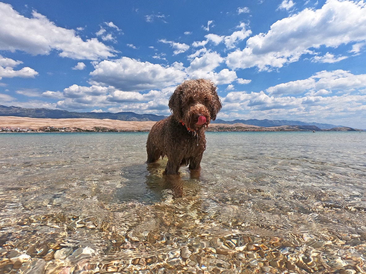brown lagotto romagnolo dog standing in water