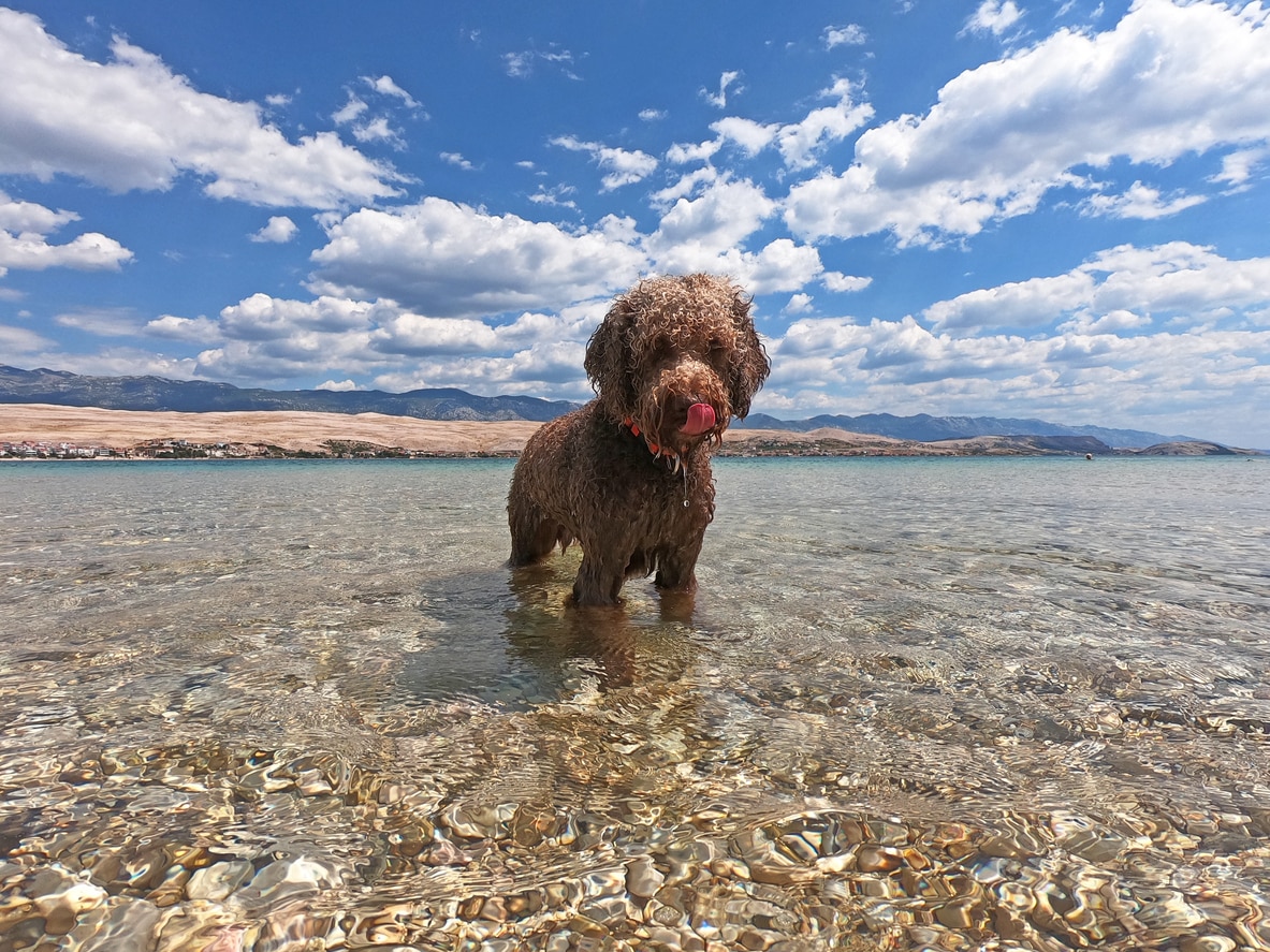 Swimming Water Dog 