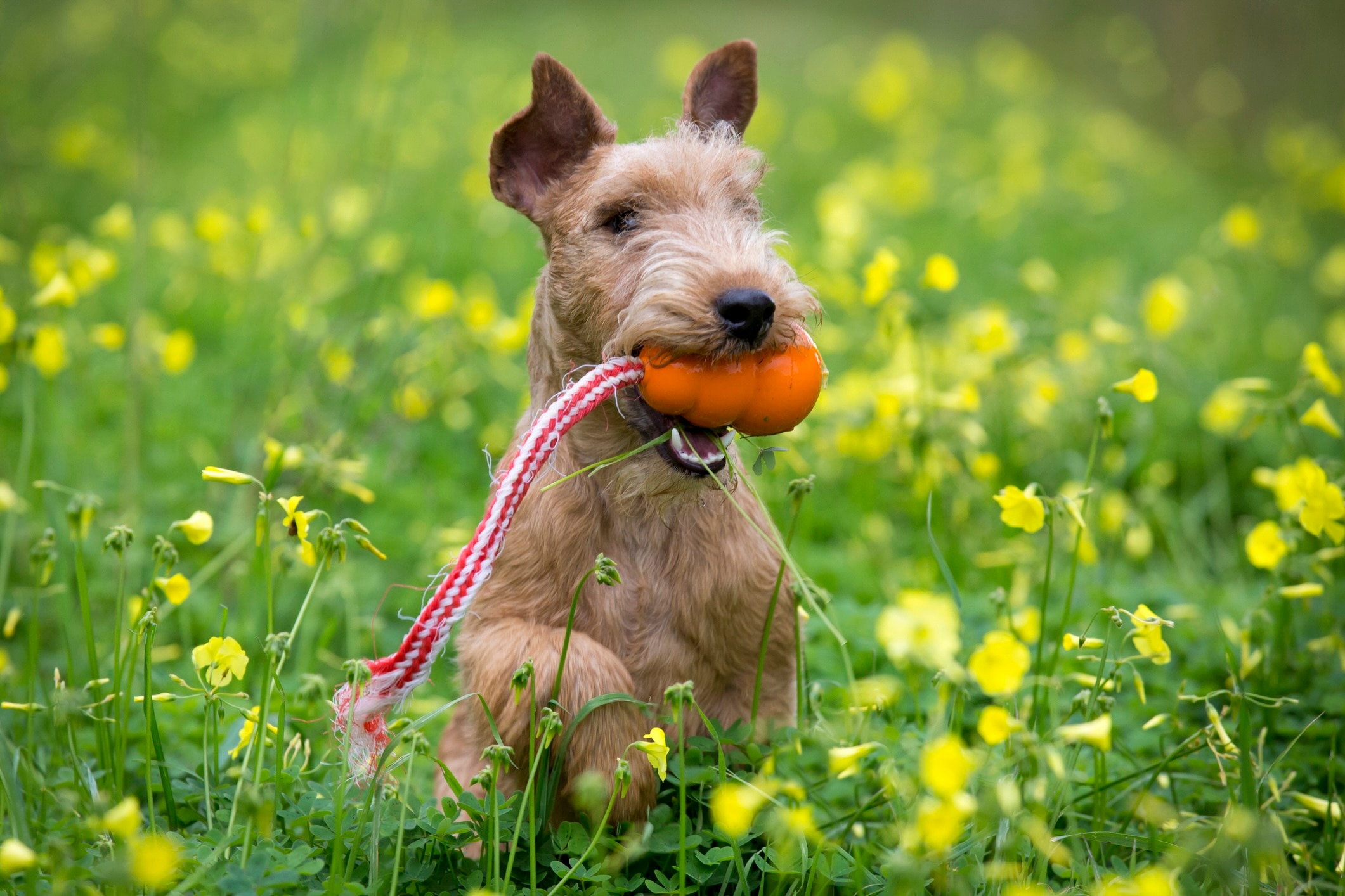 lakeland terrier surrounded by yellow flowers holding a toy in his mouth