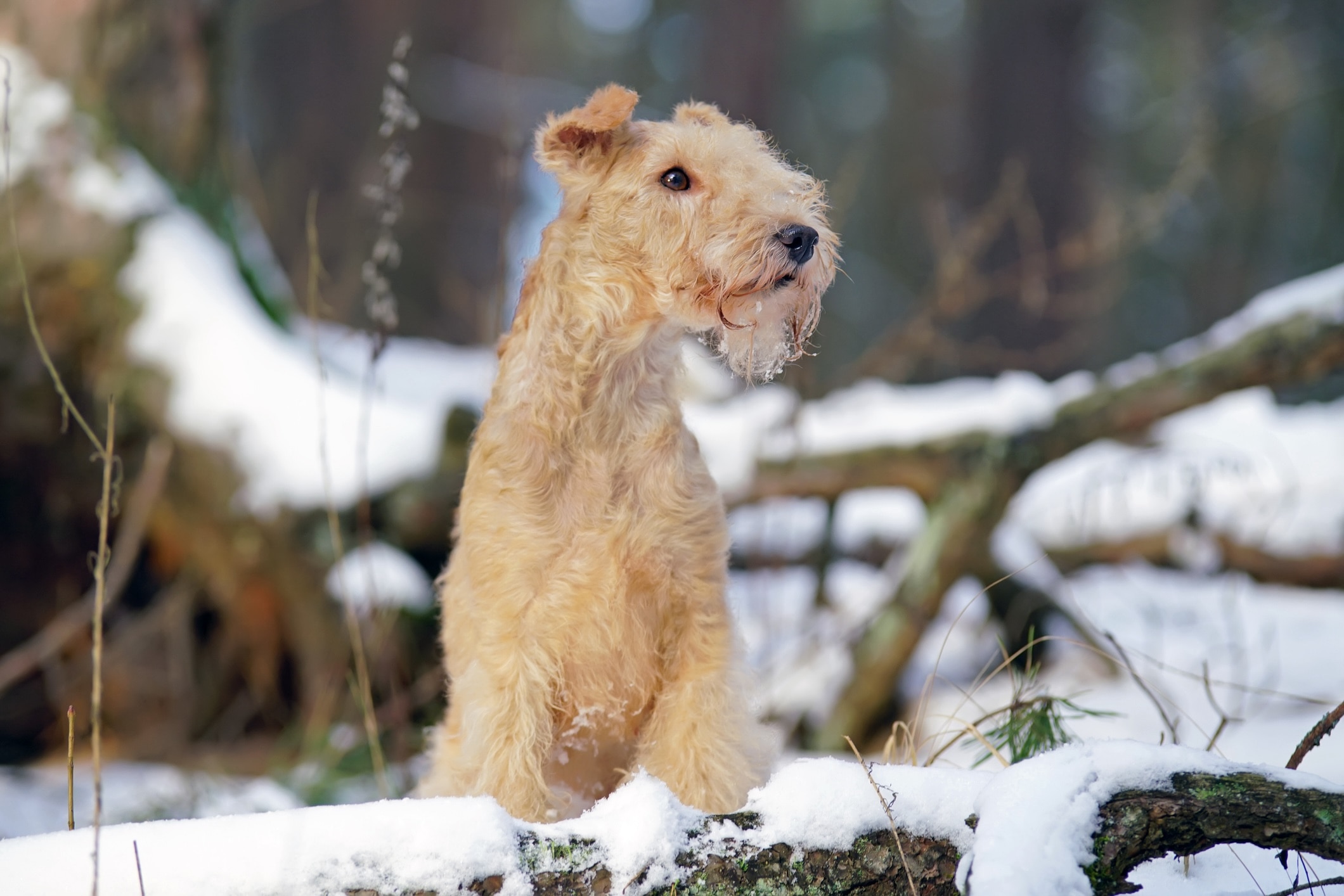 tan lakeland terrier sitting by a snowy log