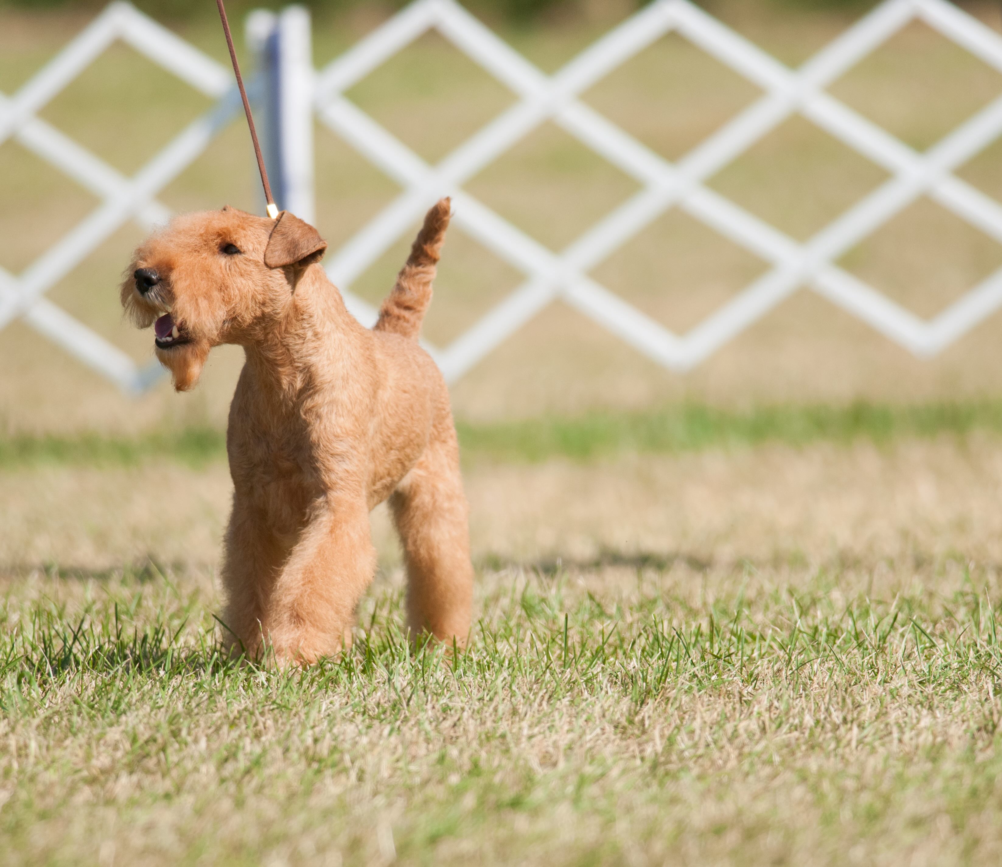 lakeland terrier on a leash in a show ring