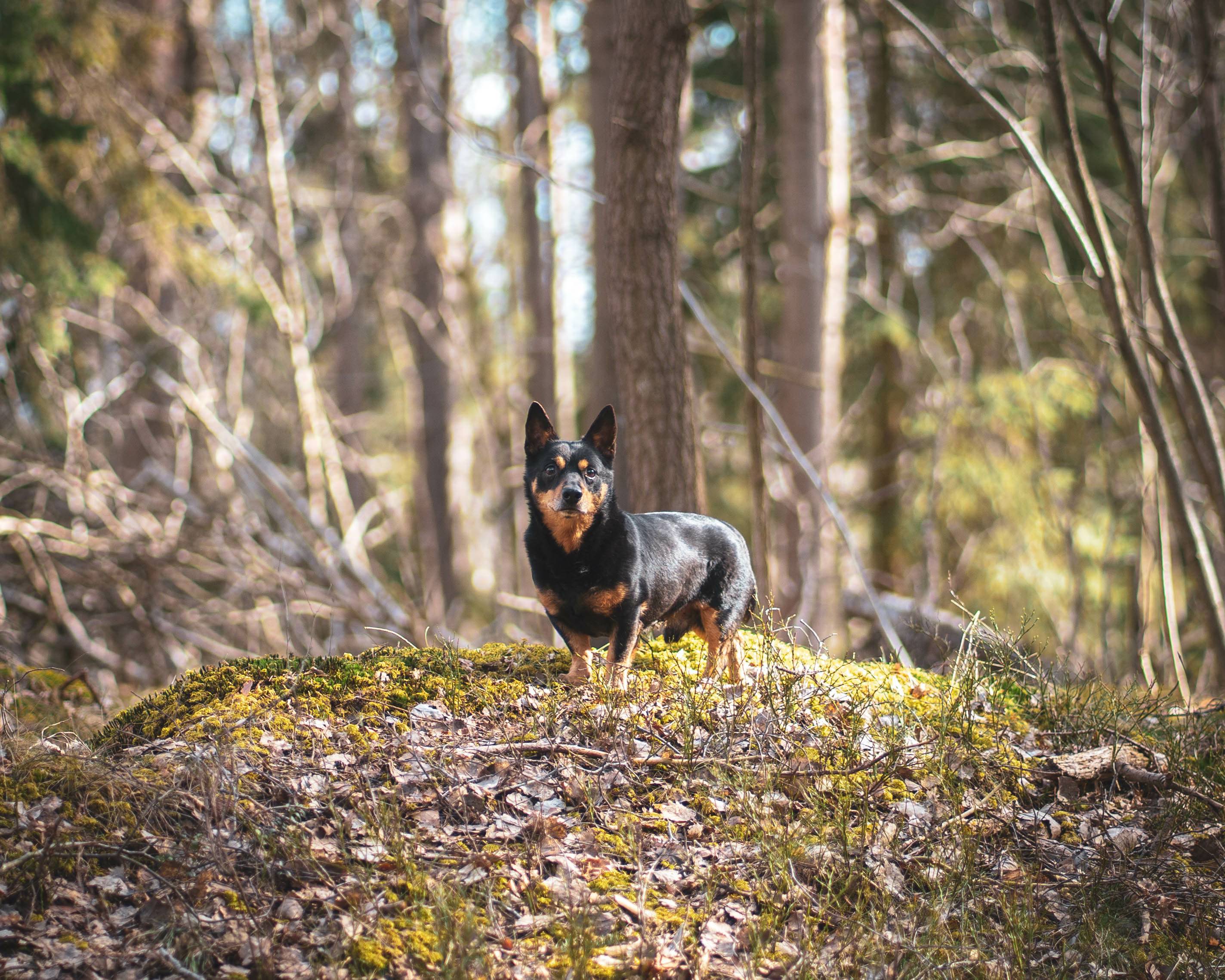 lancashire heeler standing outside and looking at the camera