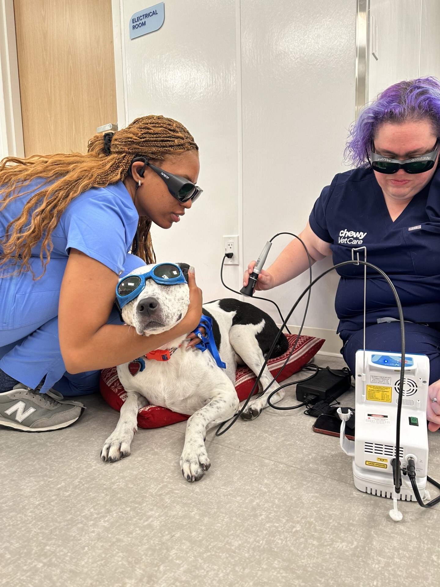 A dog gets laser therapy.