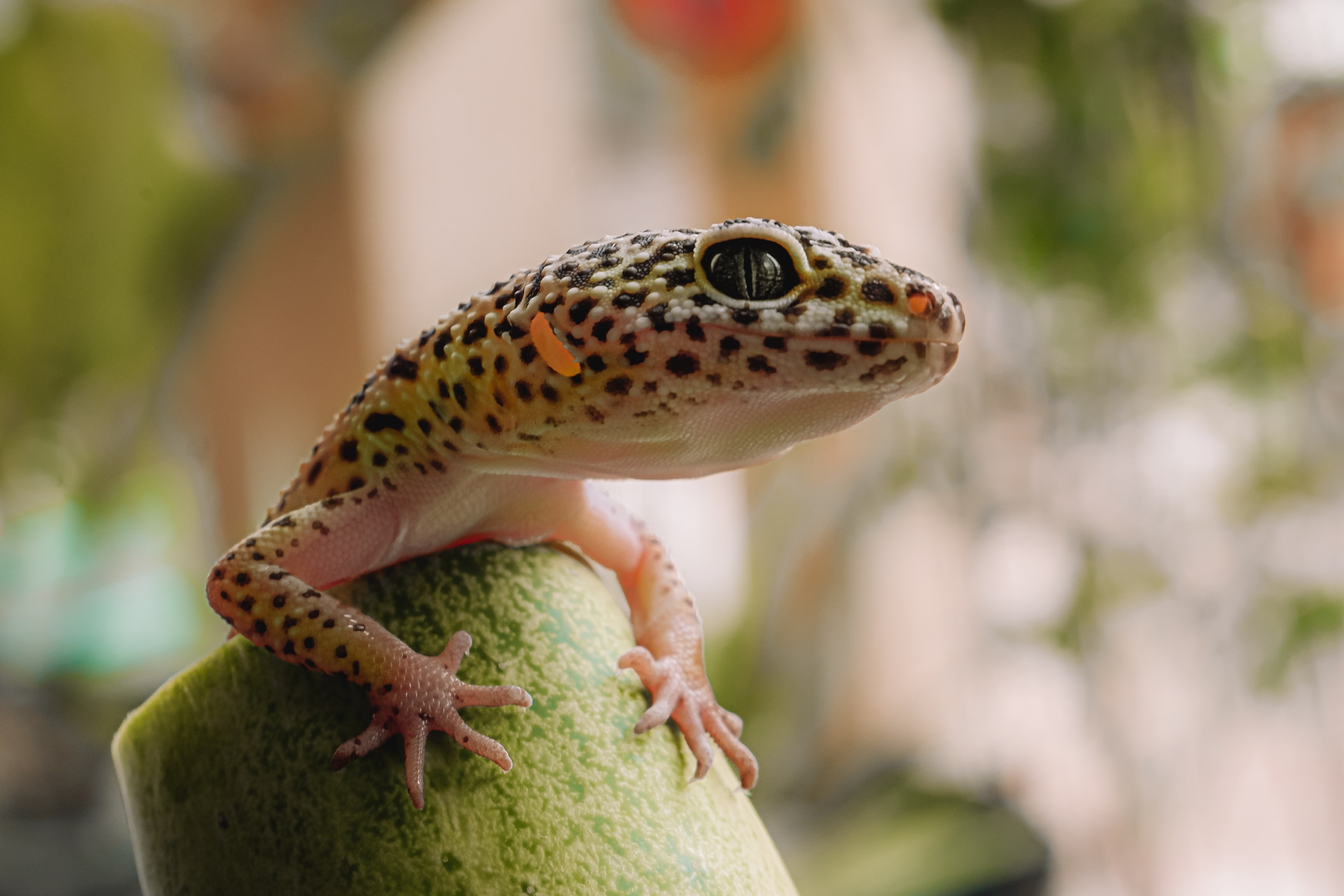 Leopard gecko close-up