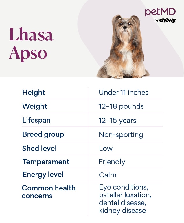 chart depicting a Lhasa Apso's breed characteristics