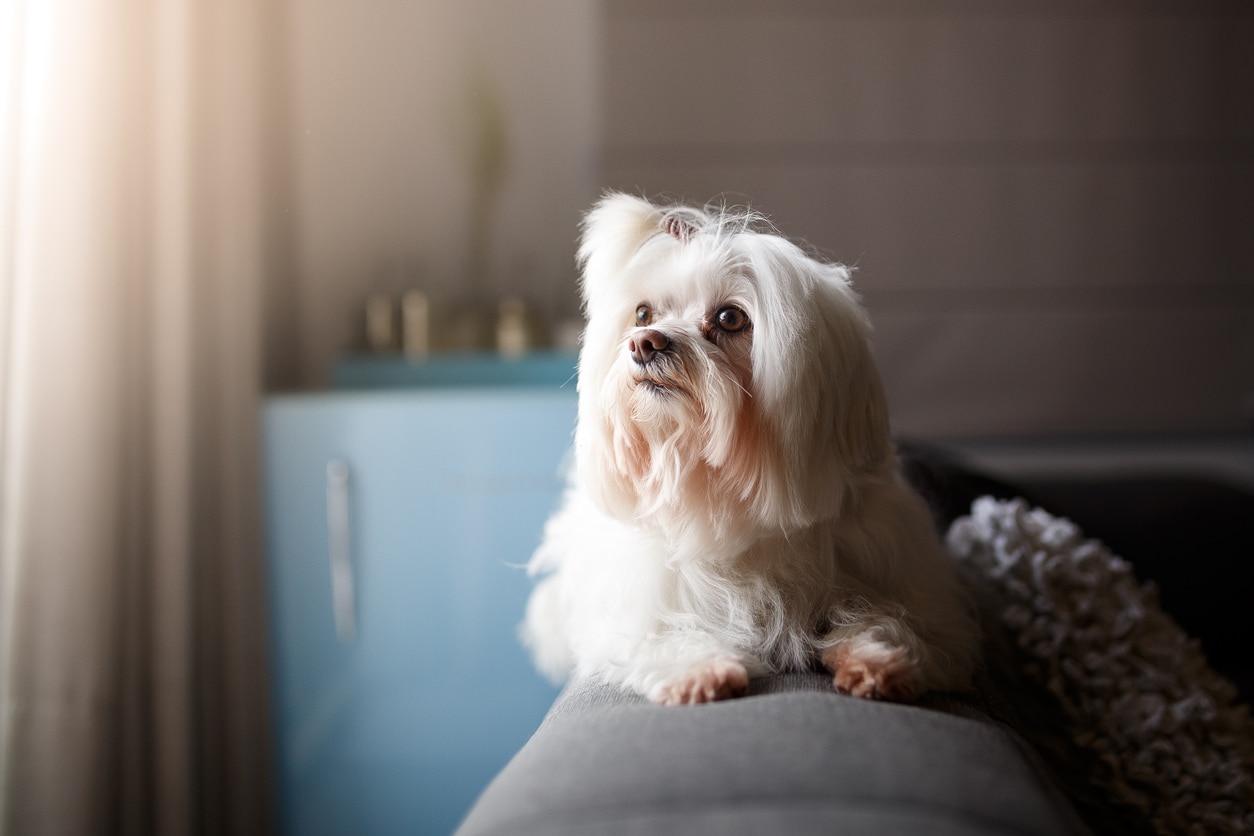 white lhasa apso dog looking out a window