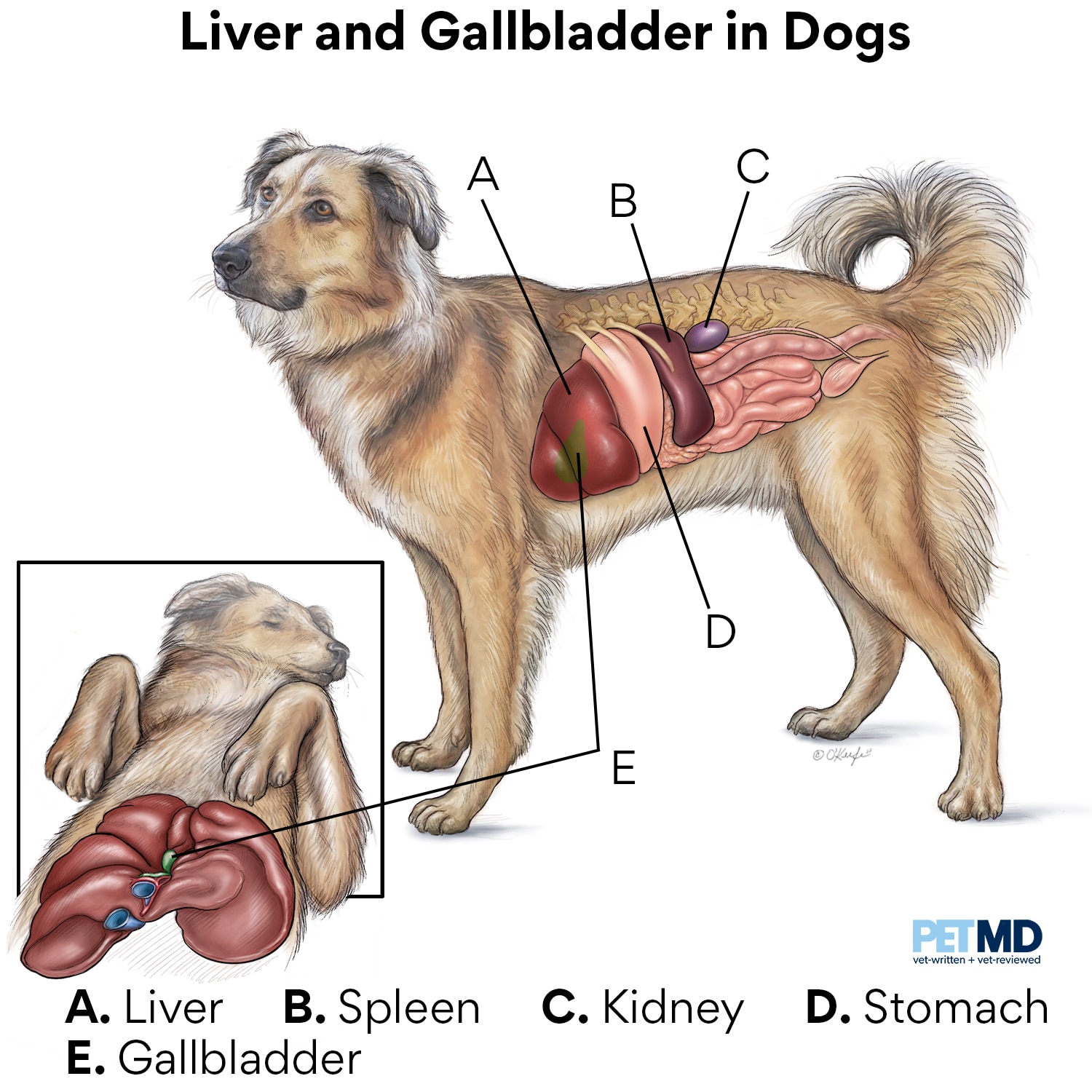Liver and gallbladder in dogs