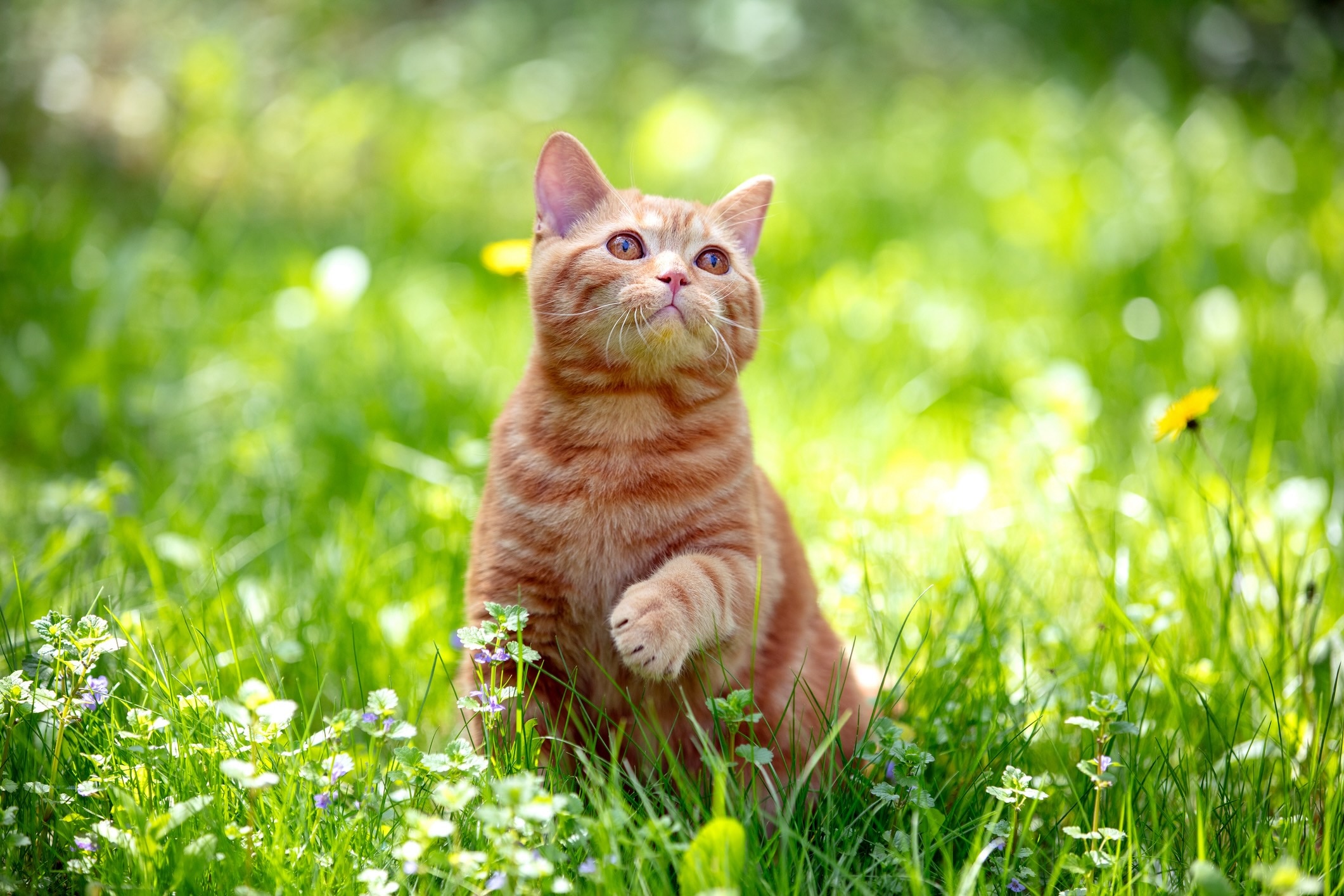 ginger tabby american shorthair kitting sitting in grass