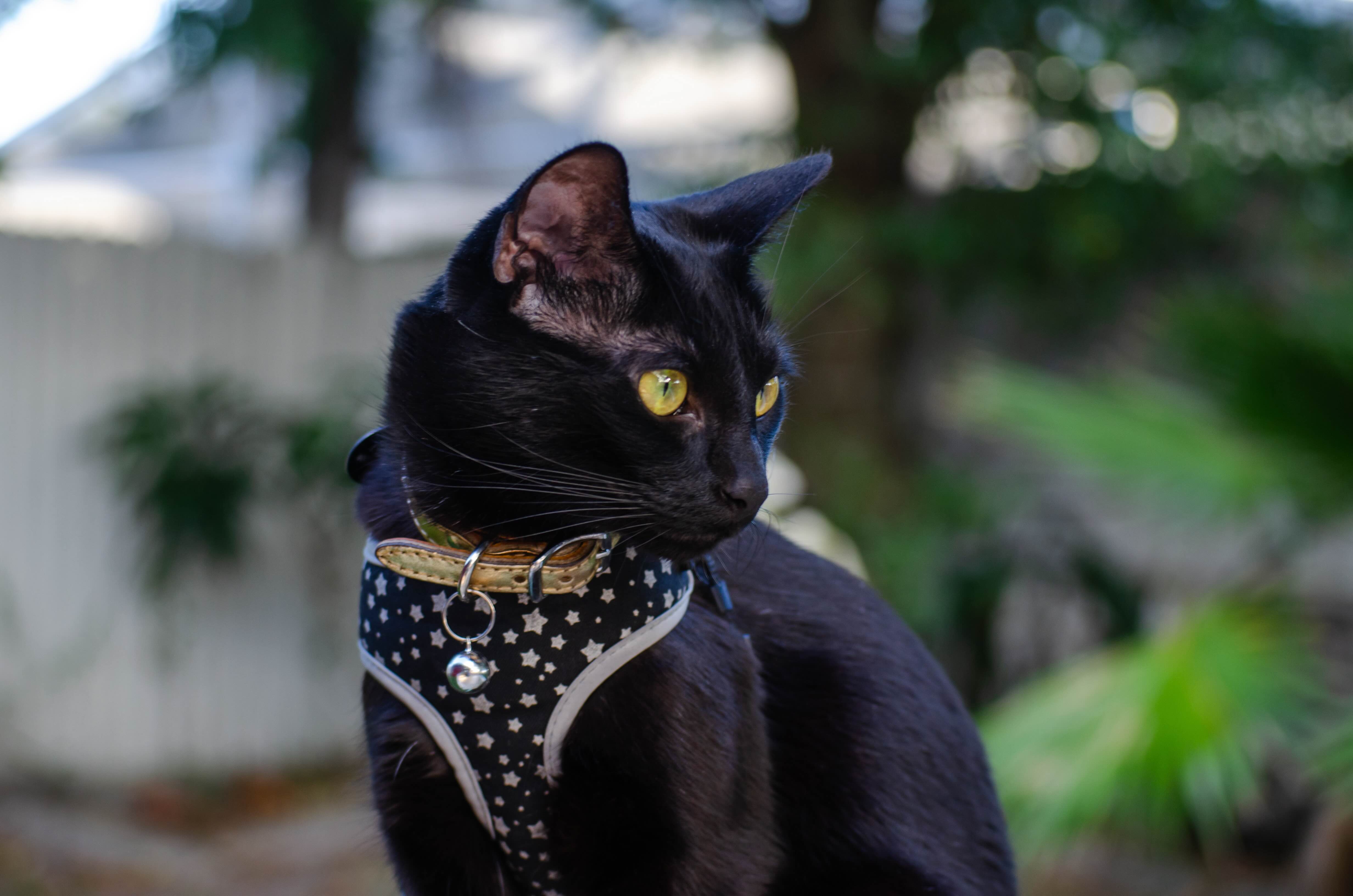 black bombay cat wearing a harness