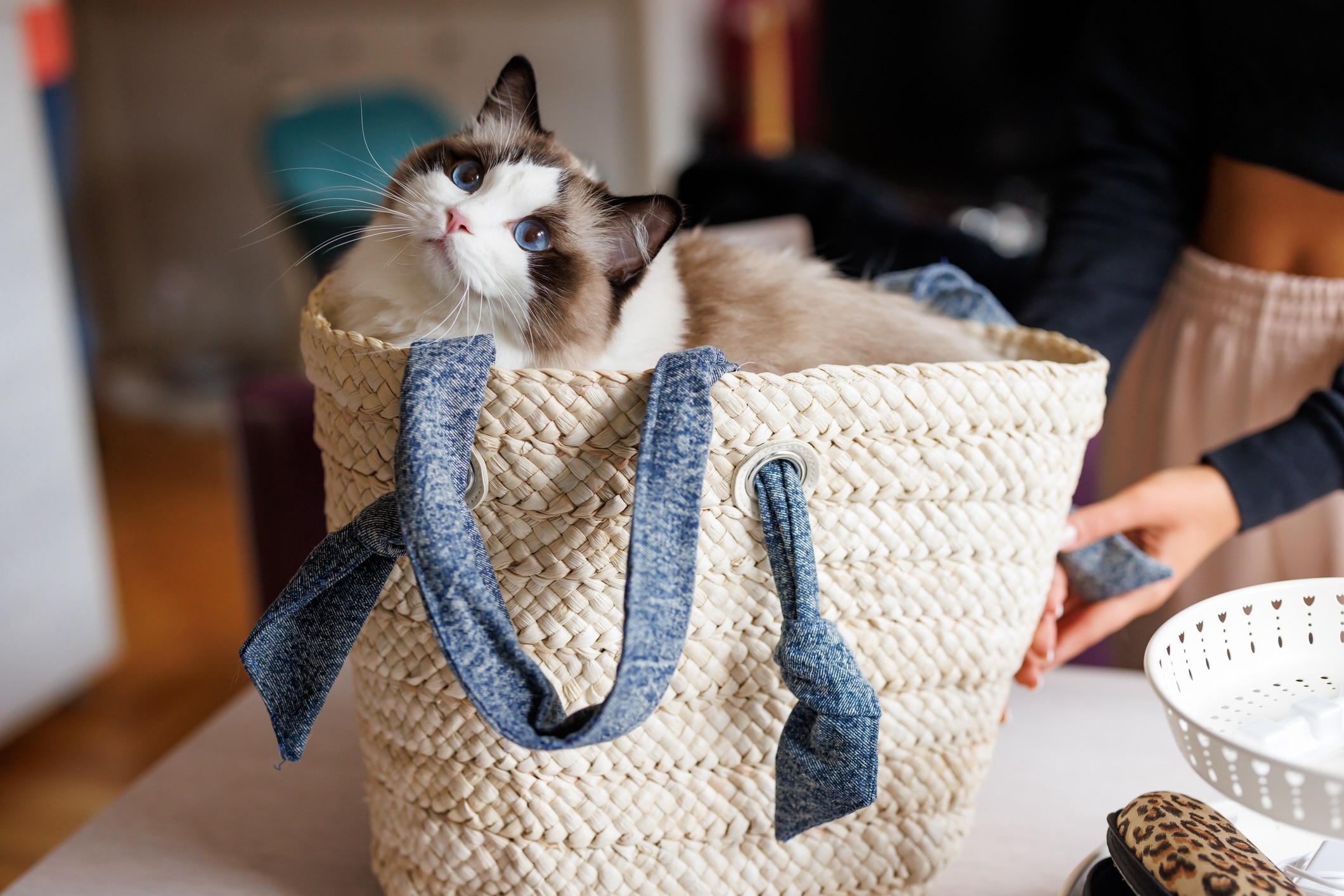 ragdoll cat sitting in a wicker tote bag looking up