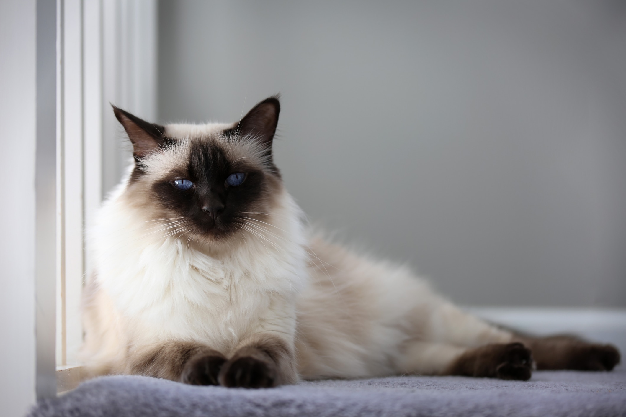 longhaired balinese cat lying on a windowsill