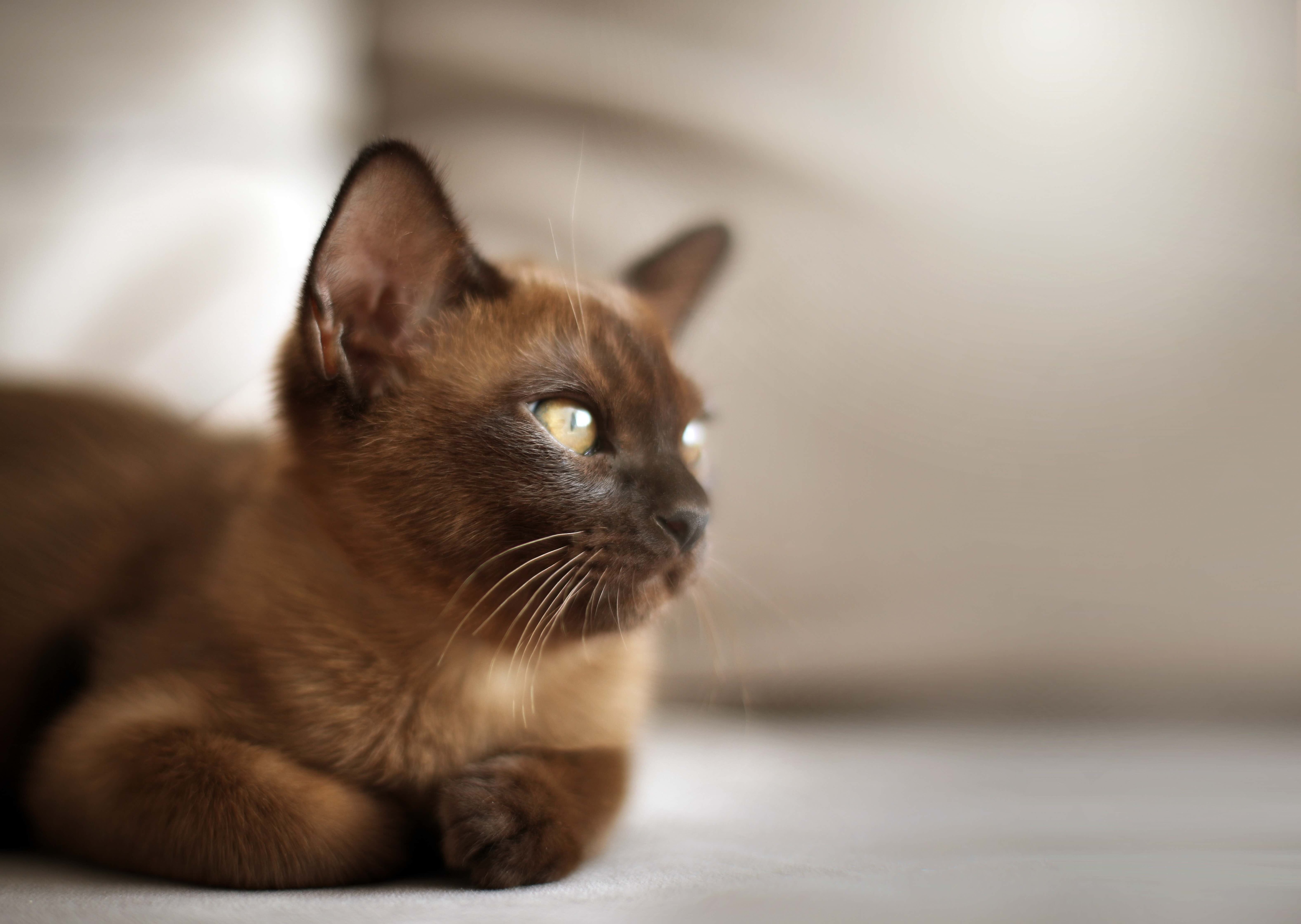 brown burmese kitten loafing