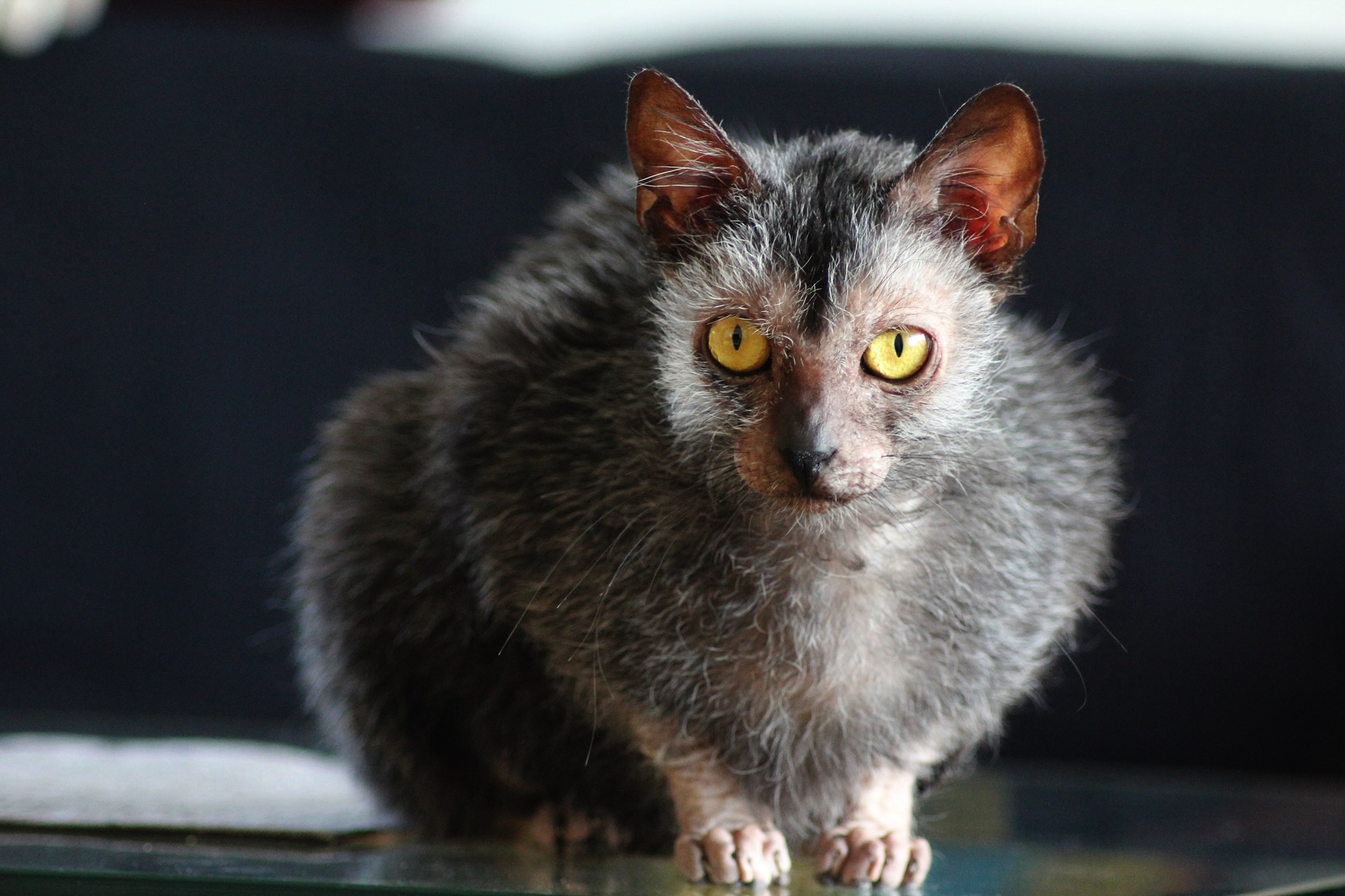 lykoi cat crouching and looking at the camera