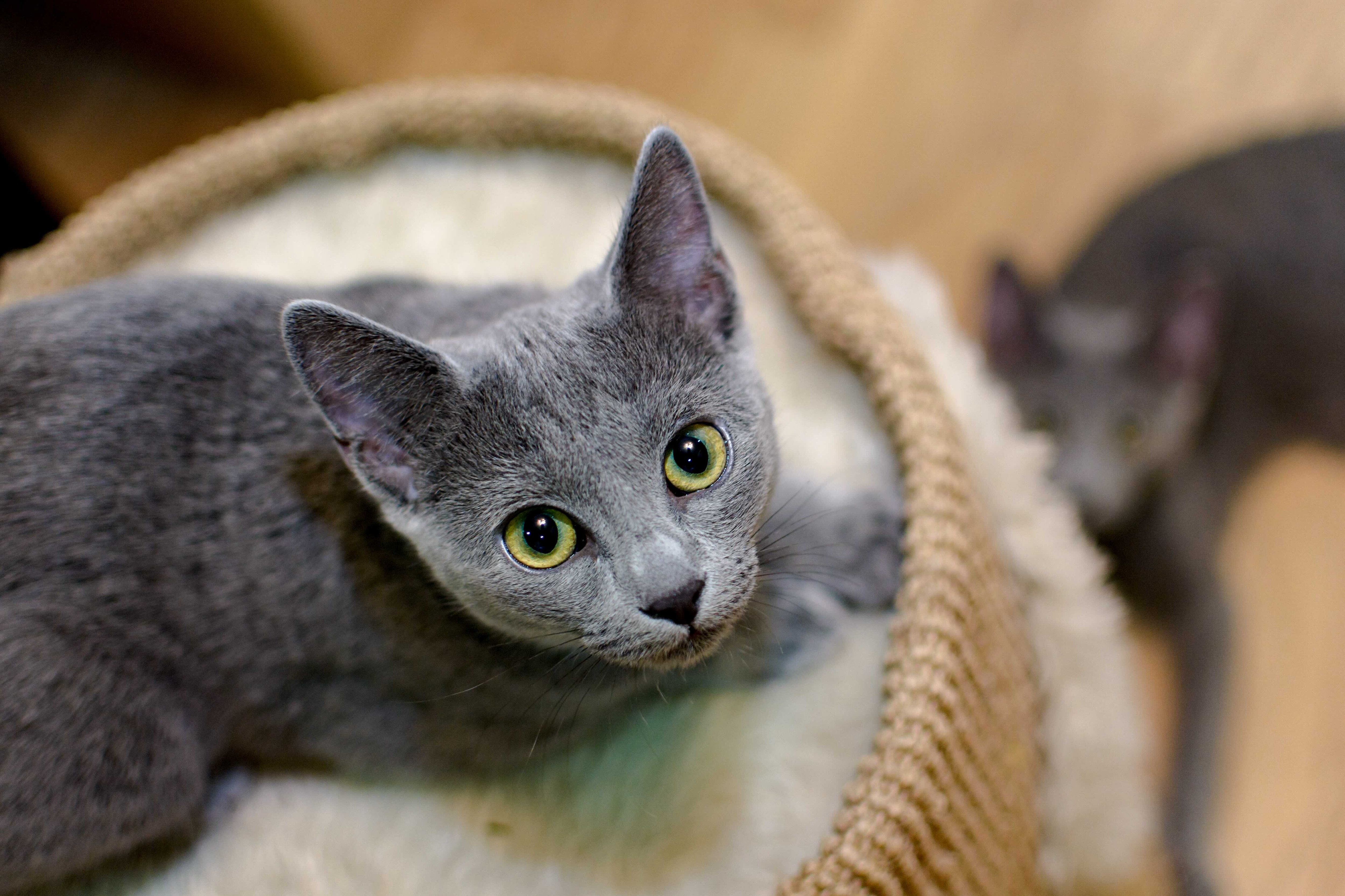 russian blue kitten in a cat tree looking up at the camera