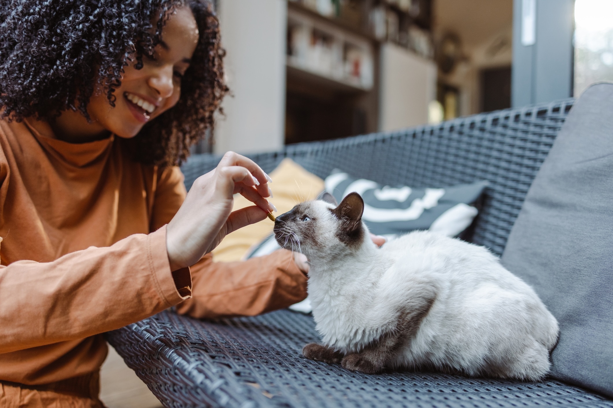 woman feeding a siamese cat a treat as he loafs on the couch