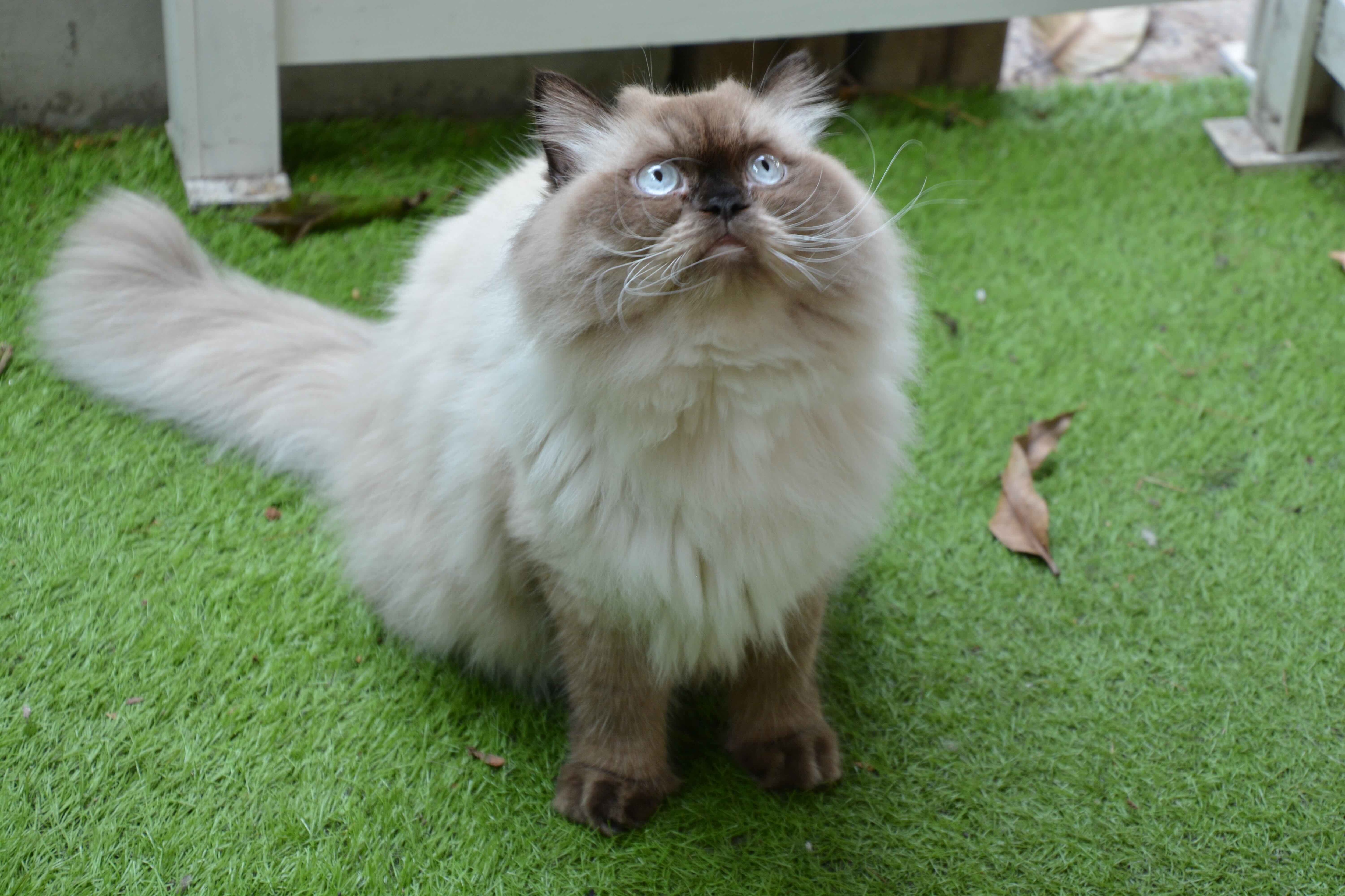 silver colorpoint himalayan cat sitting in grass and looking up