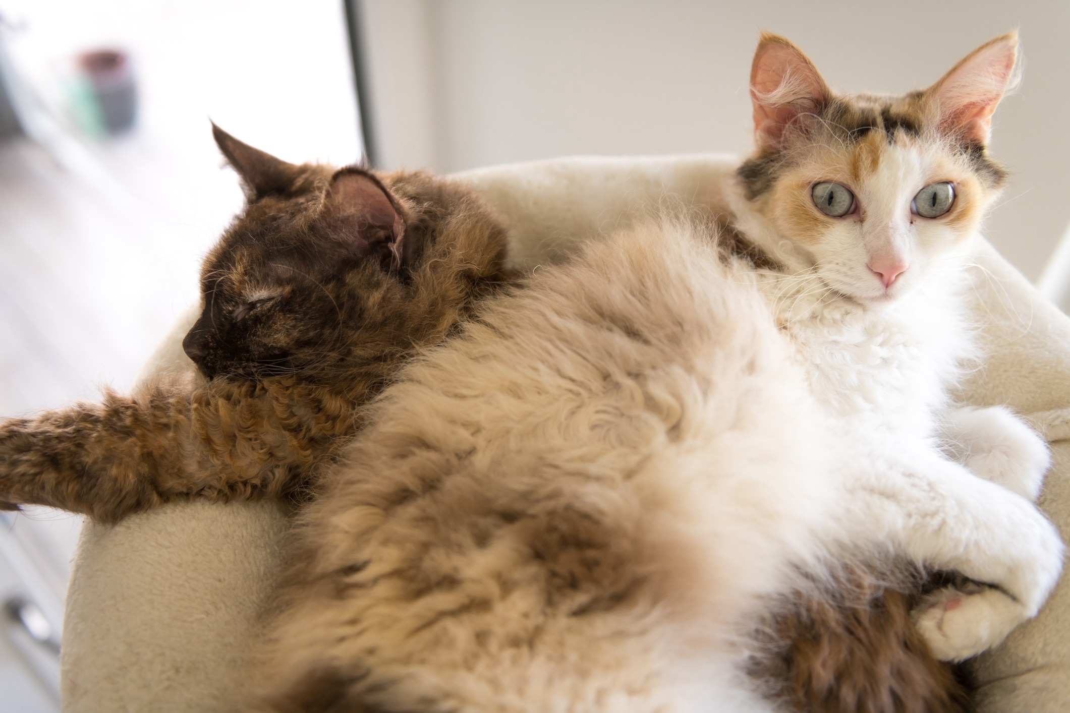 two laperm cats lying together in a cat tree