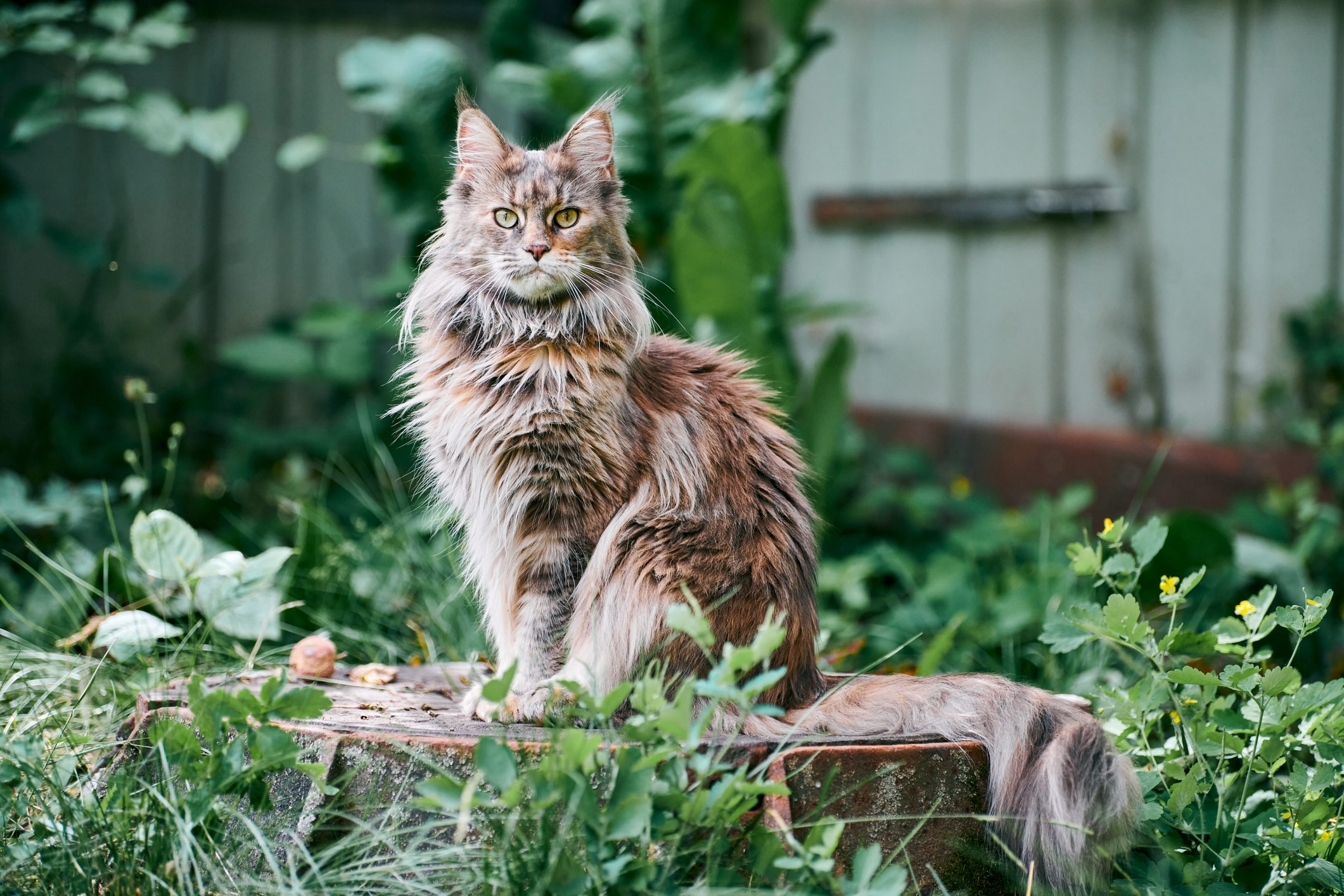 brown and orange maine coon tabby sitting in a garden