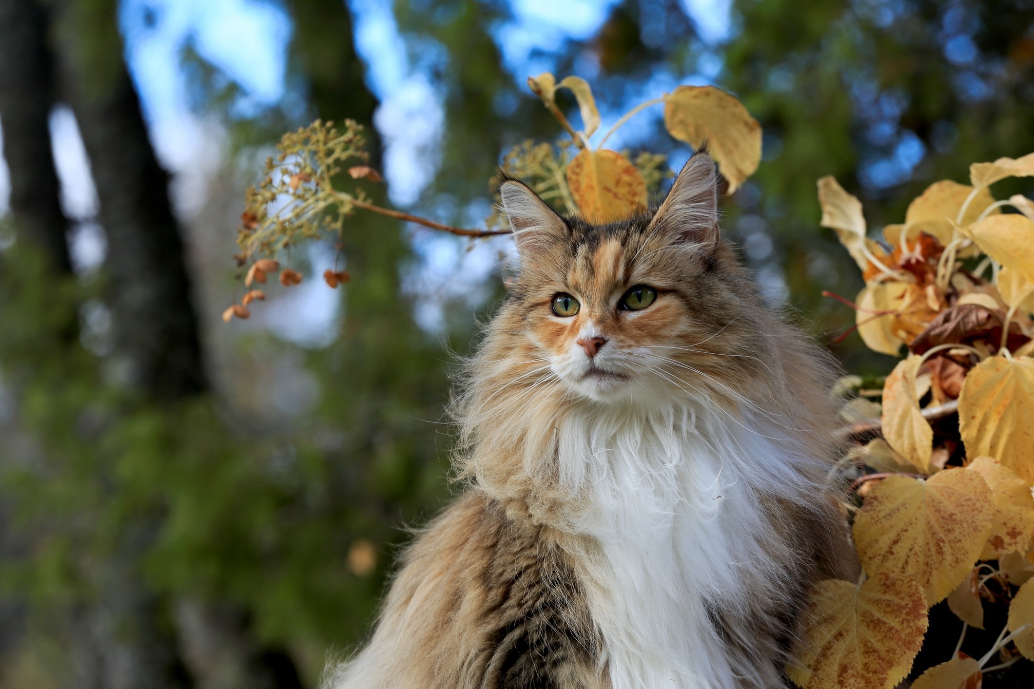 white, brown, and organge norwegian forest cat close-up outside