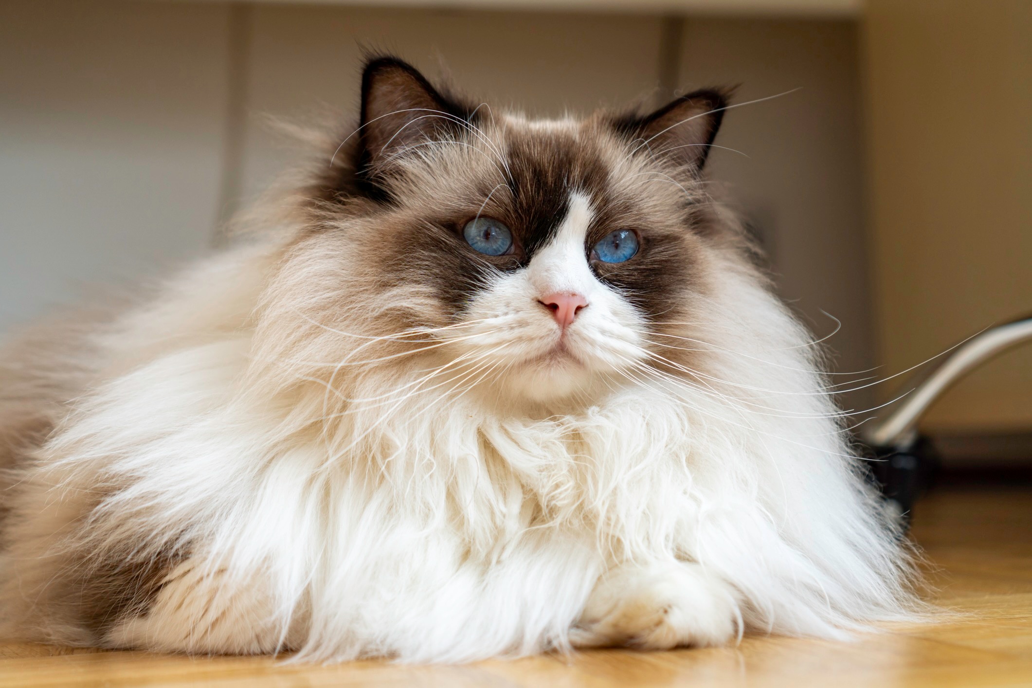 close-up of a longhaired ragdoll cat lying on the floor