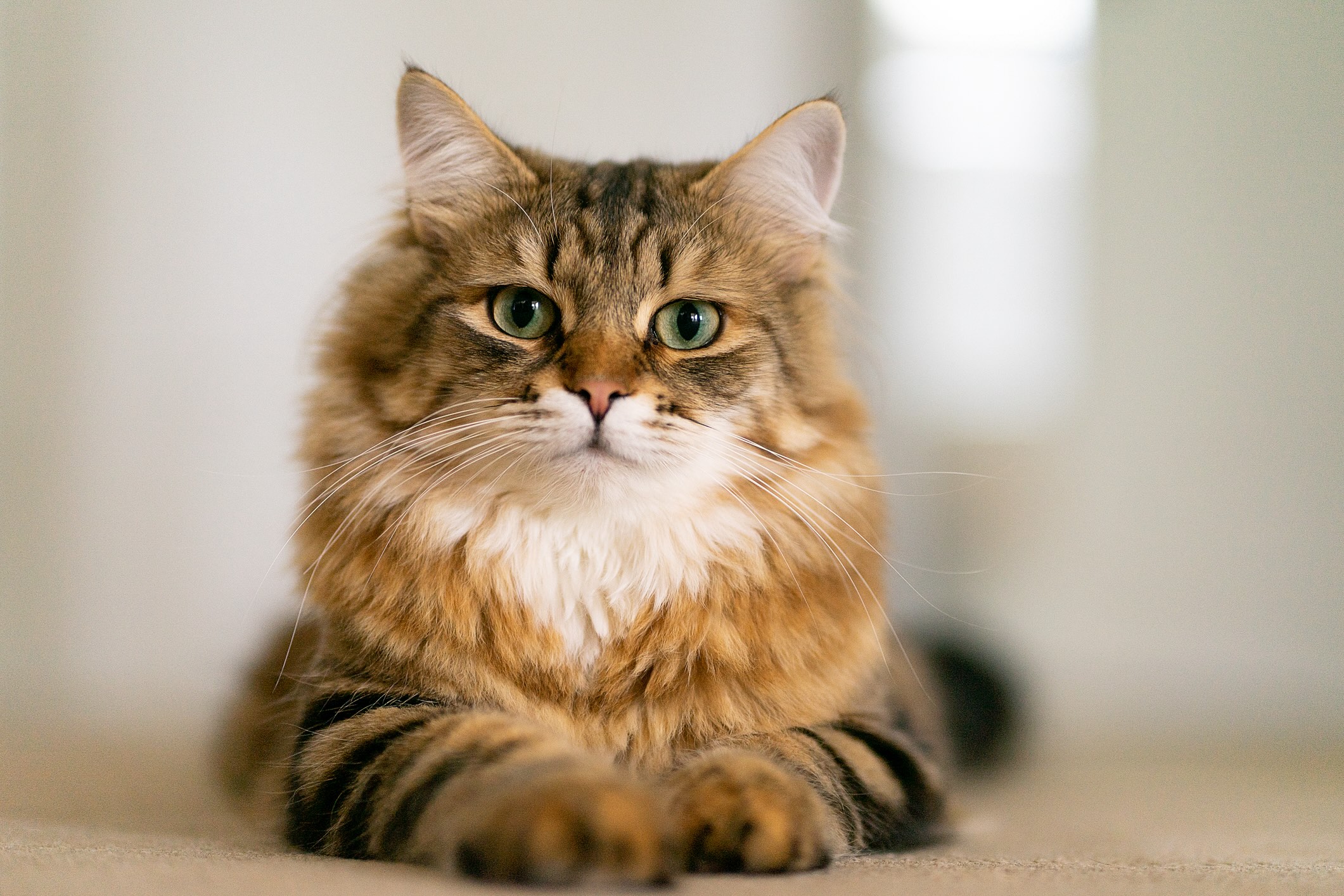 brown tabby longhaired siberian cat lying down and looking at the camera