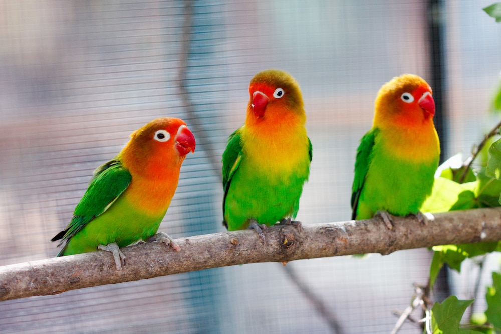 Pets at home shops parrots