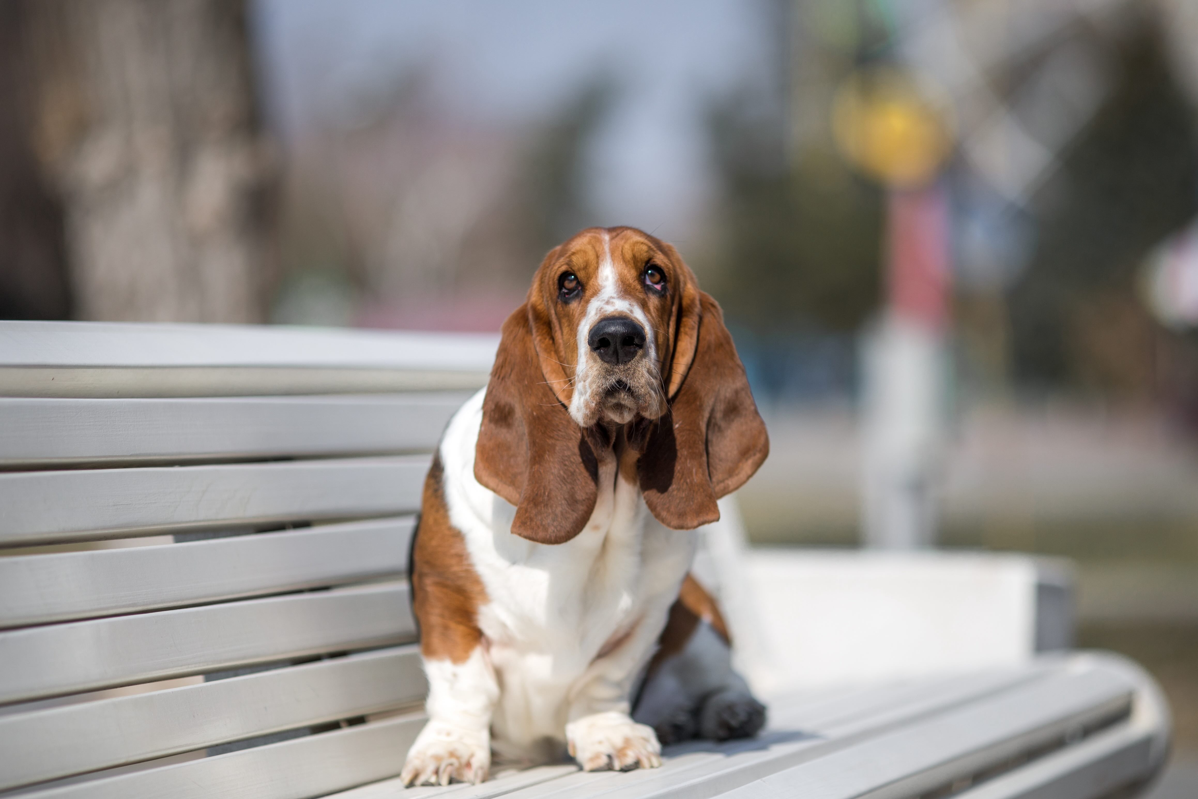 tricolor basset hound sitting on a park bench