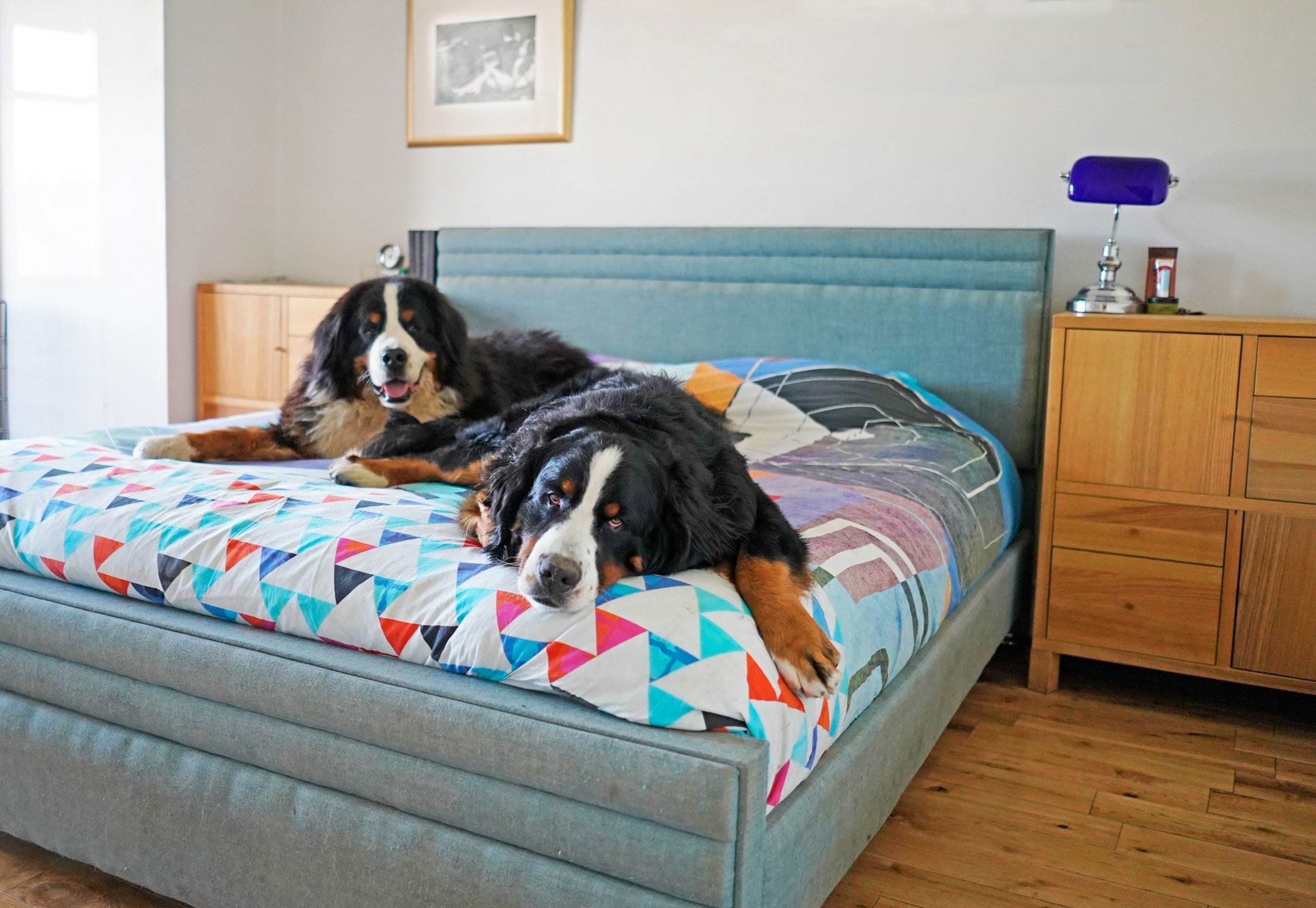 two bernese mountain dogs lying on a human bed