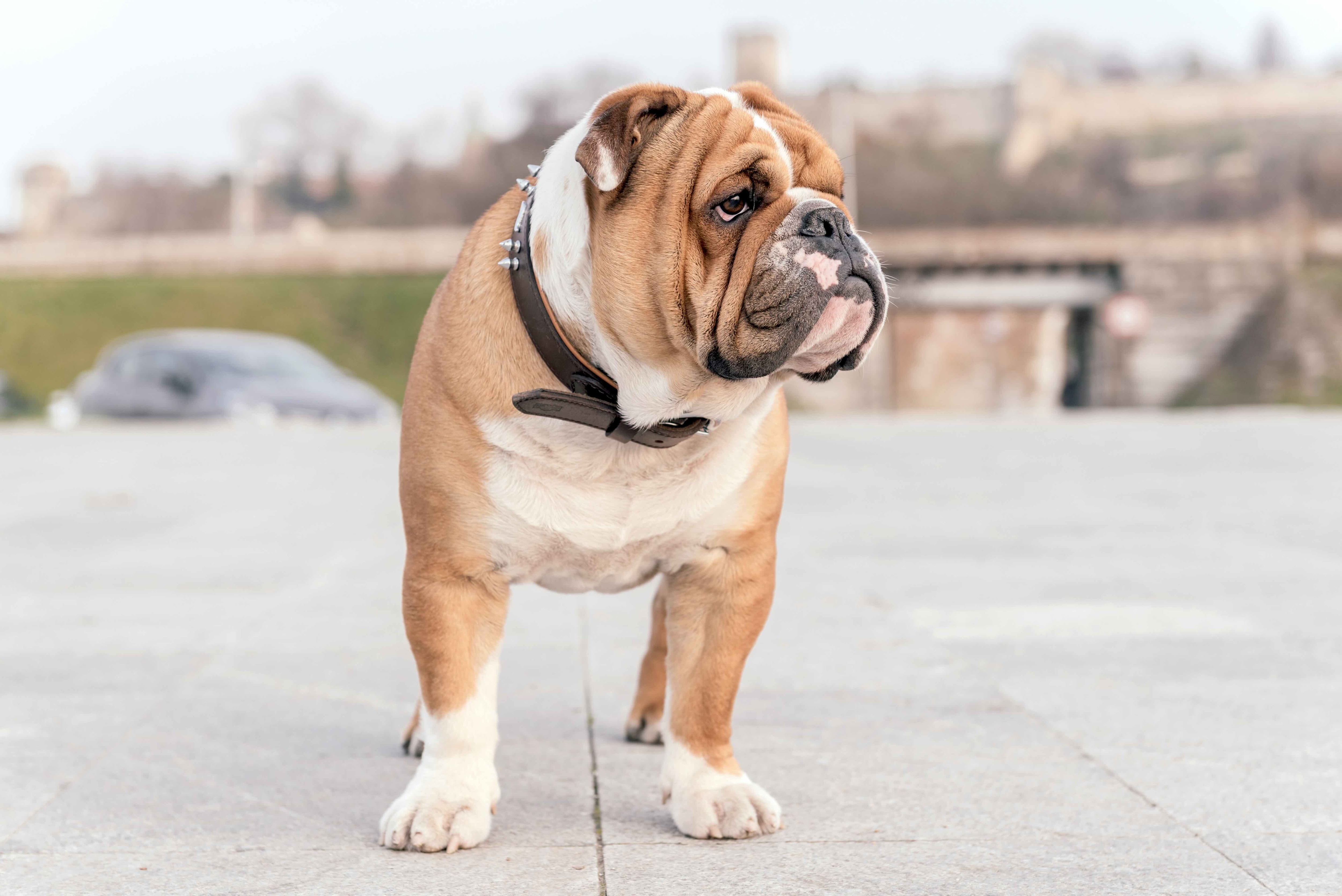 brown and white english bulldog standing on concrete and looking to the side