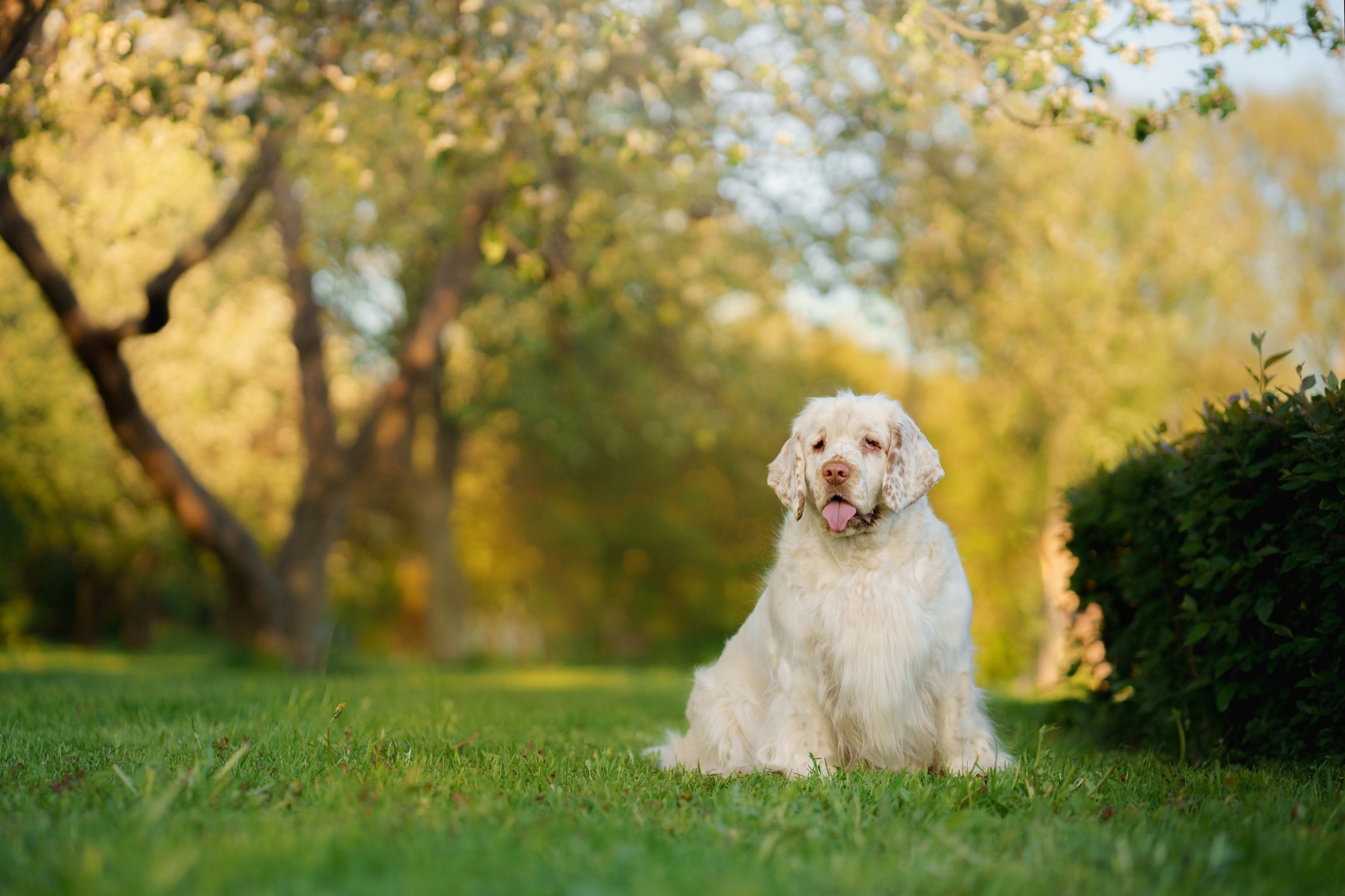 clumber spaniel sitting in grass at golden hour