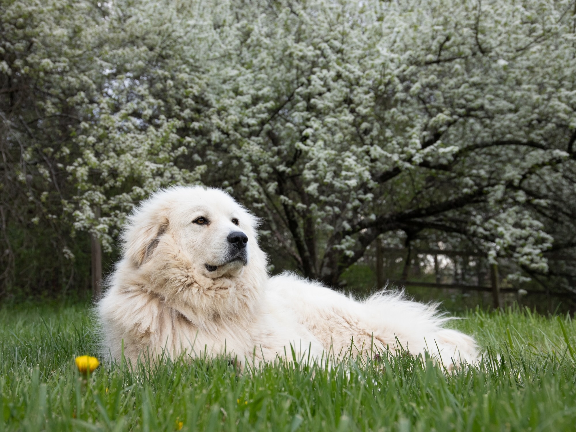 greay pyrenees lying in front of a tree with white flowers