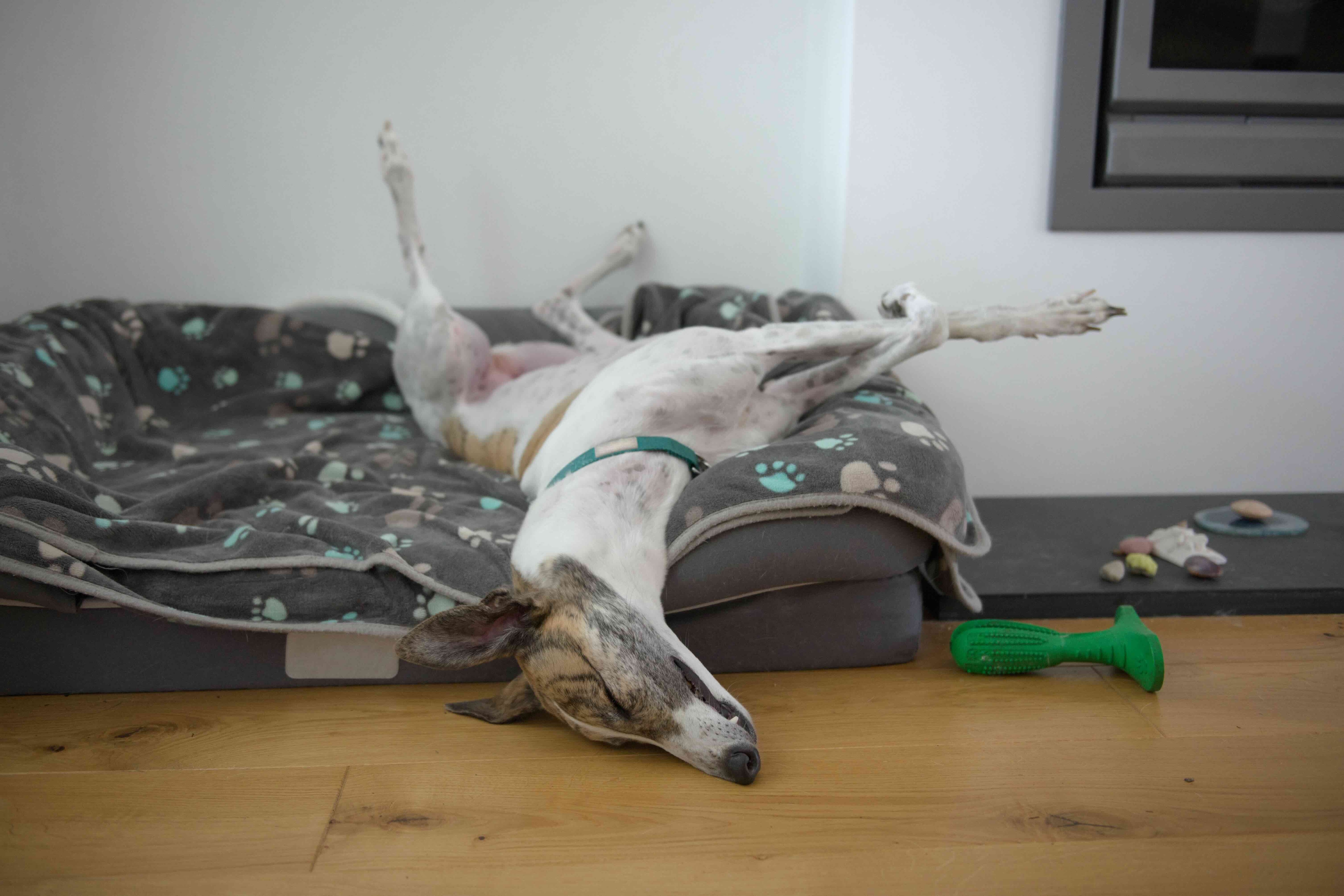 gray and white greyhound sleeping upside down in a dog bed