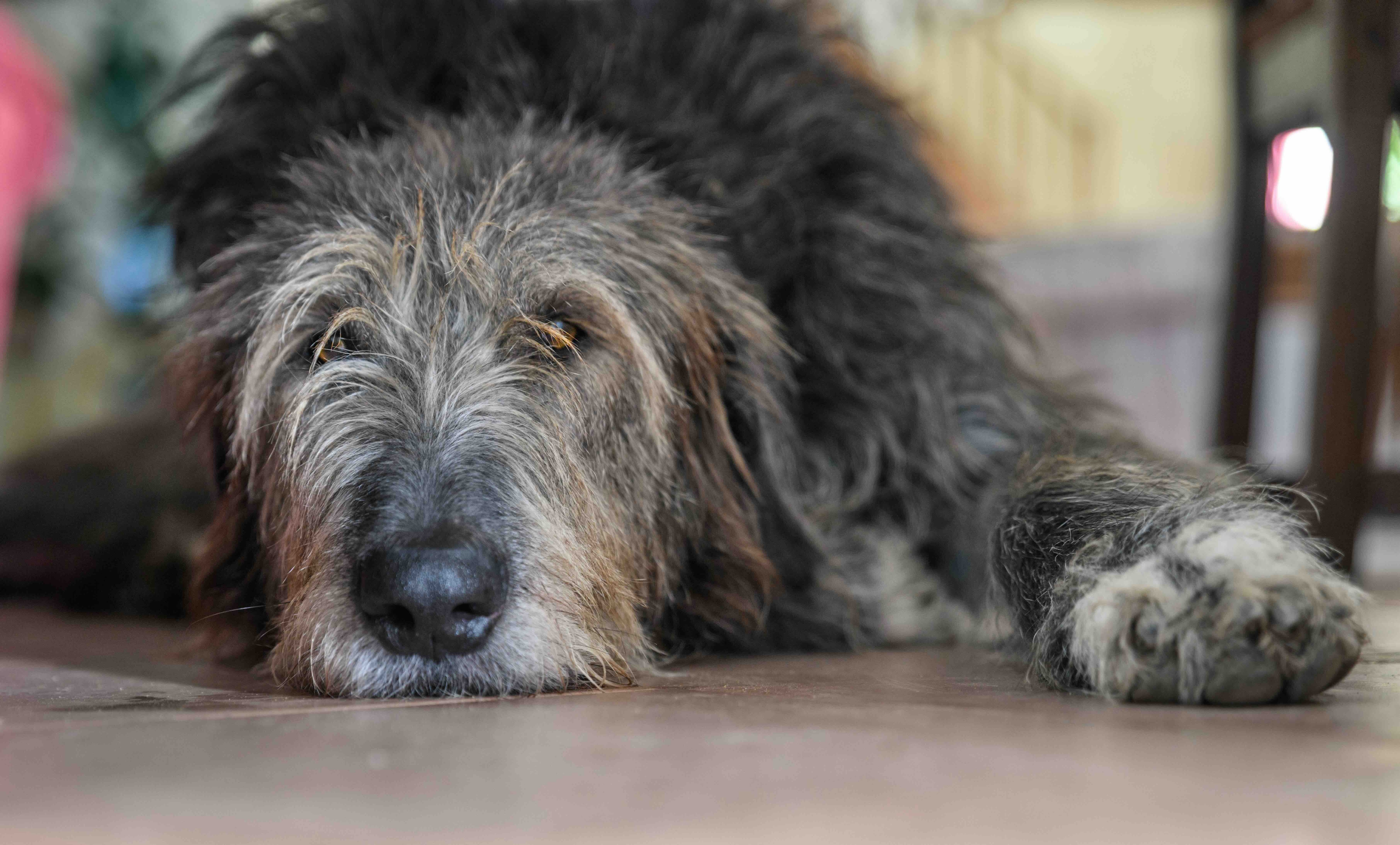 close-up of an irish wolfhound's head as he lies on the ground