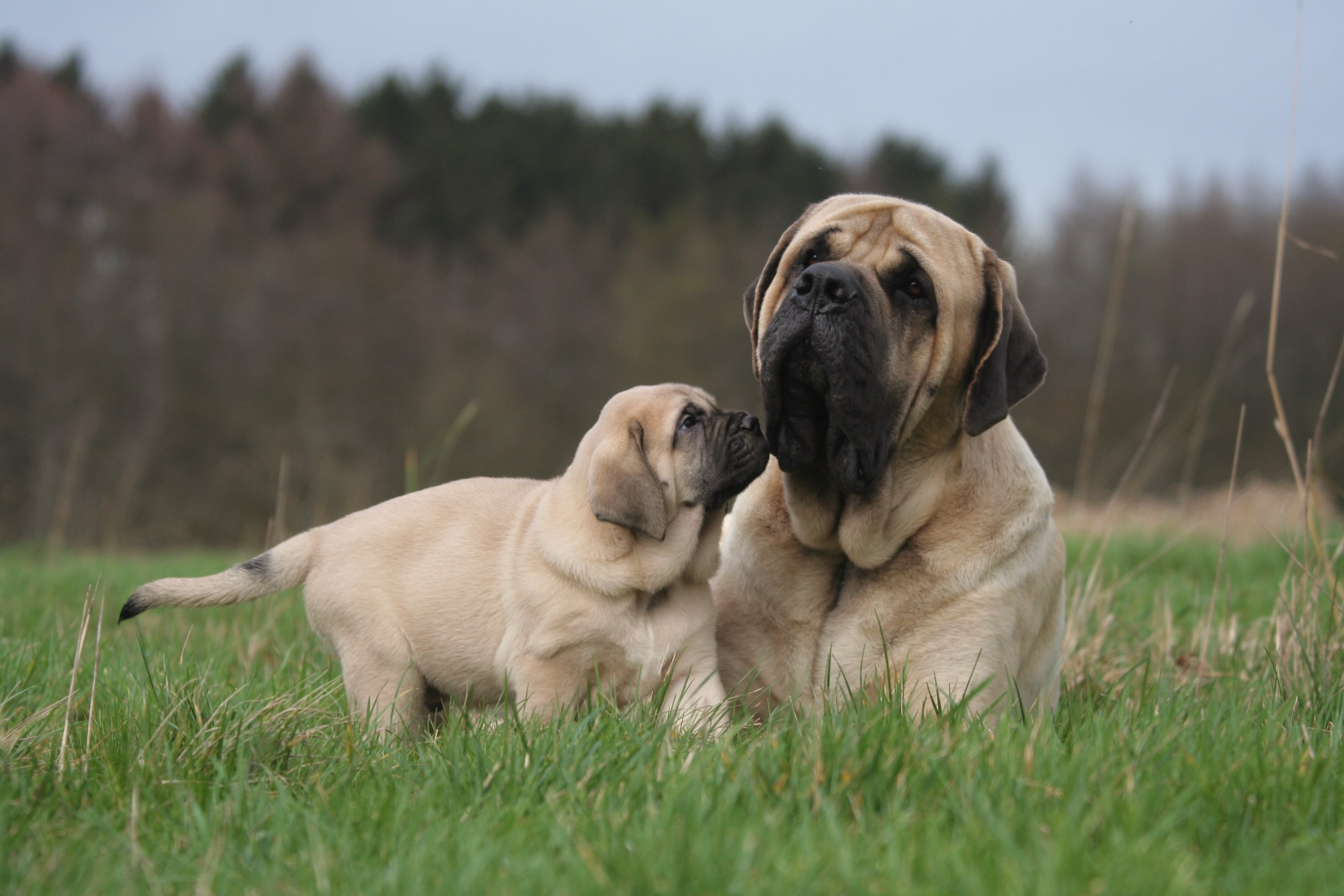 mastiff dog lying in grass with a small mastiff puppy standing beside her