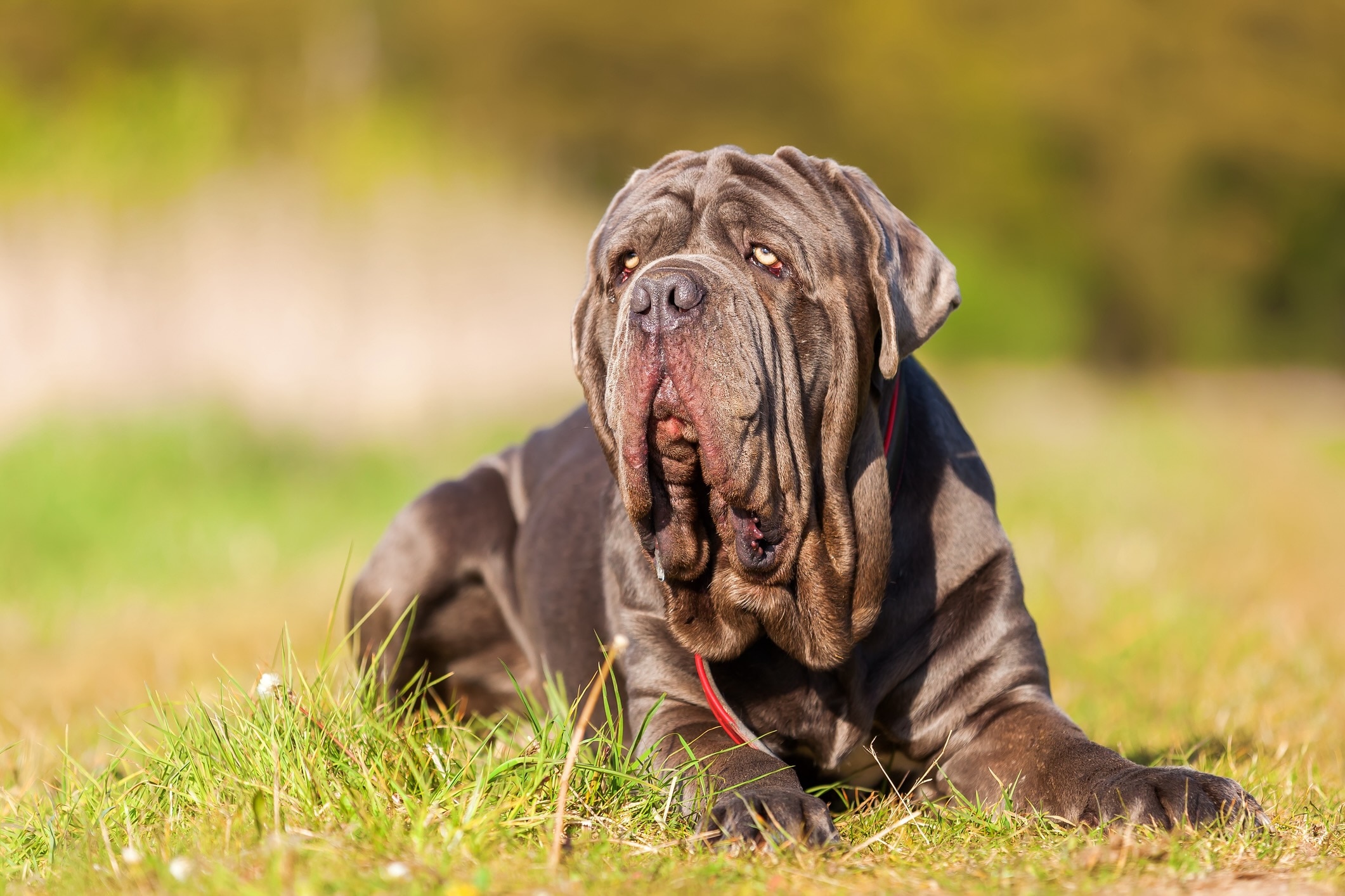 wrinkly neapolitan mastiff lying in grass