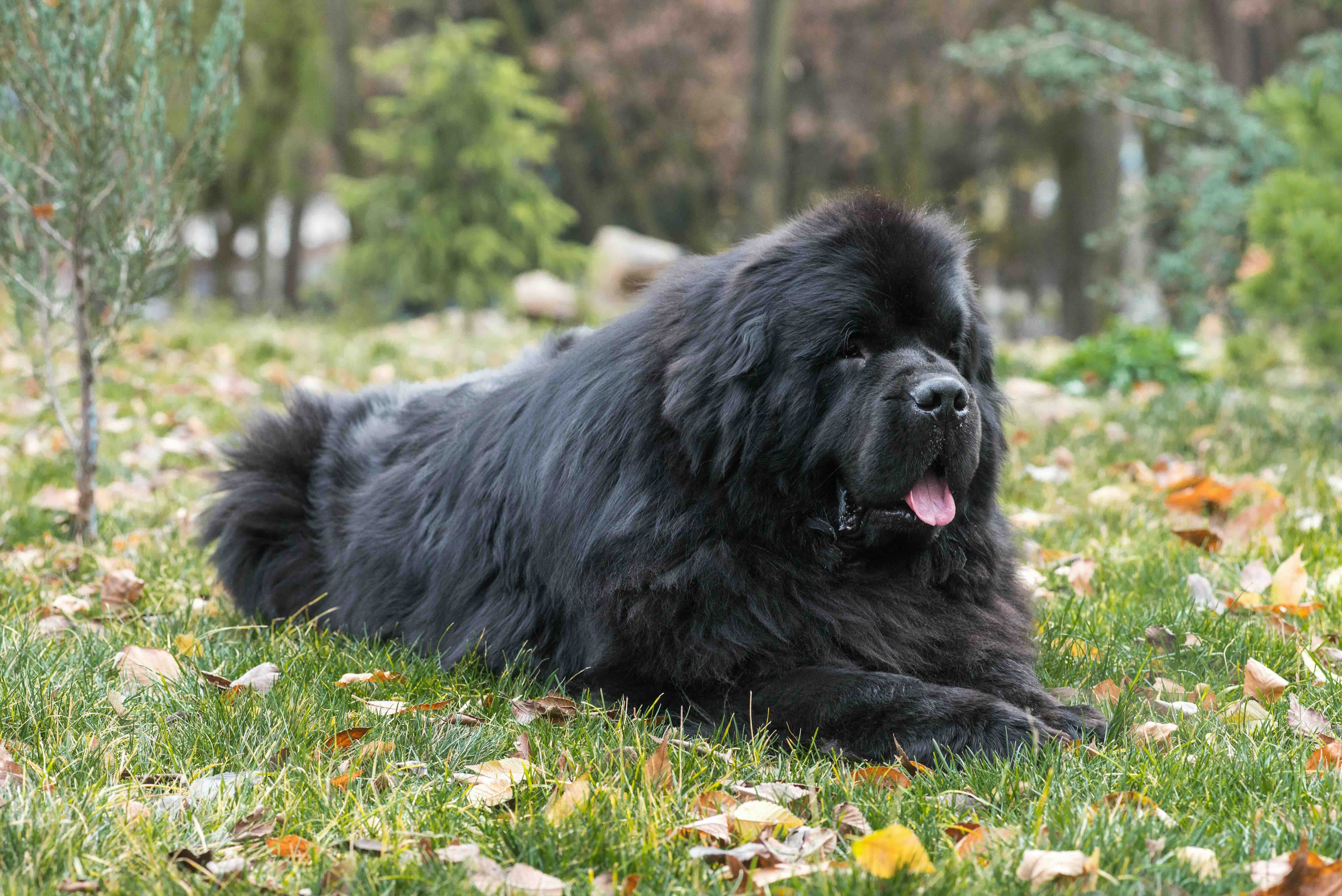 black newfoundland dog lying in grass