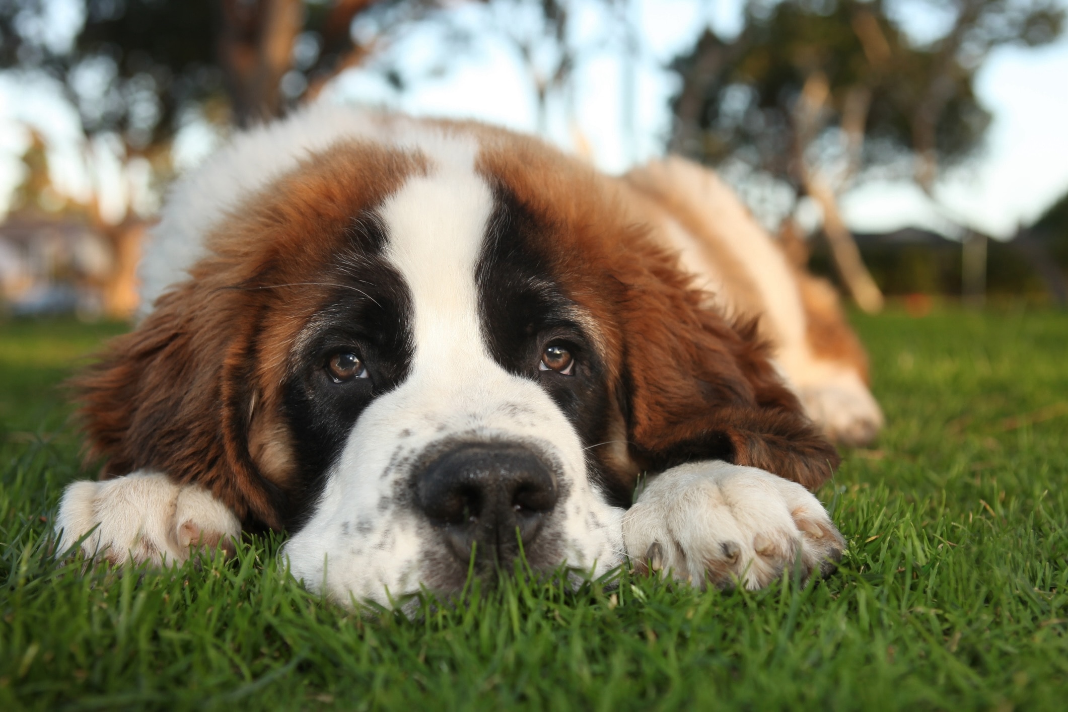 close-up of a saint bernard's face as he lies in grass