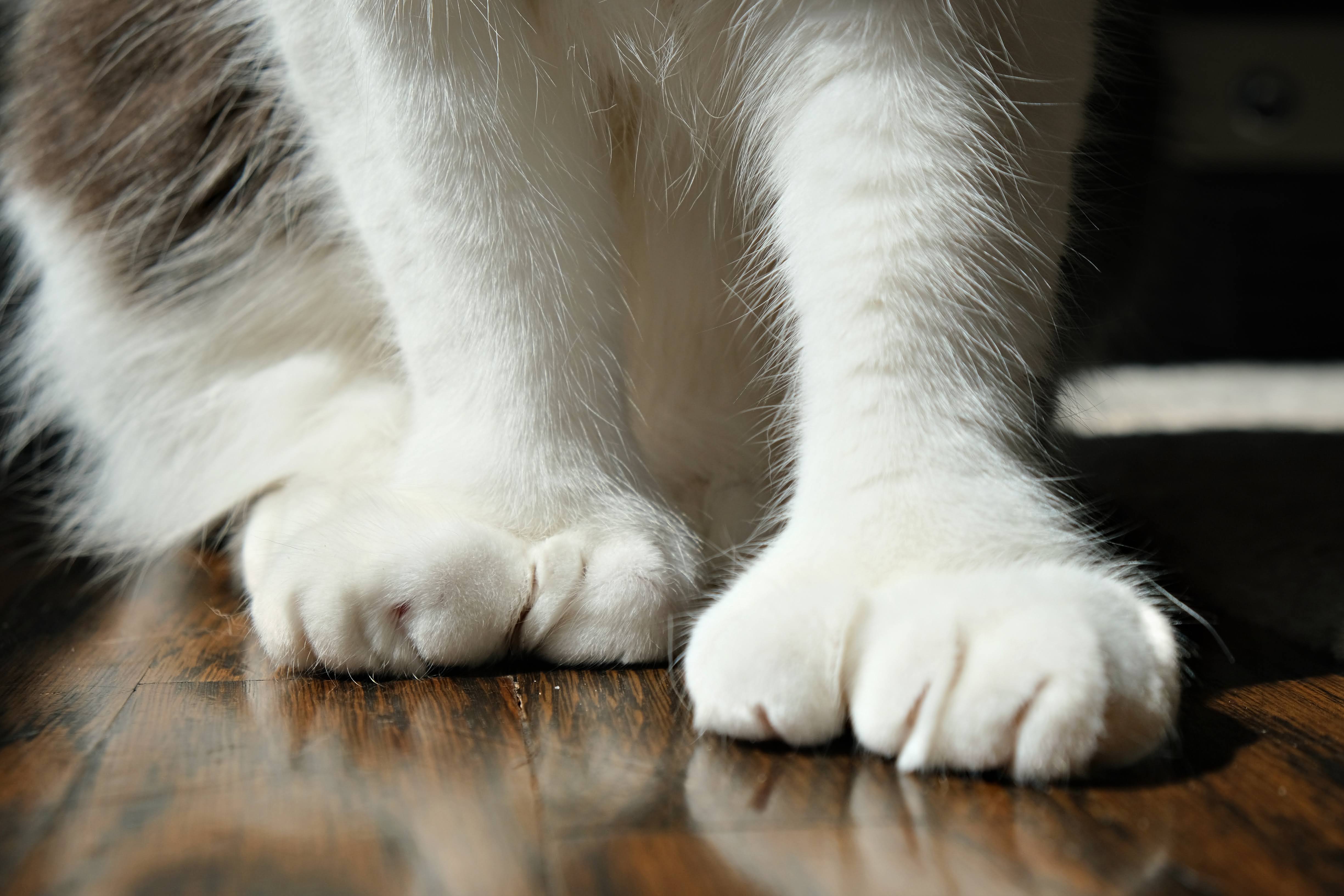 white cat paws with thumbs