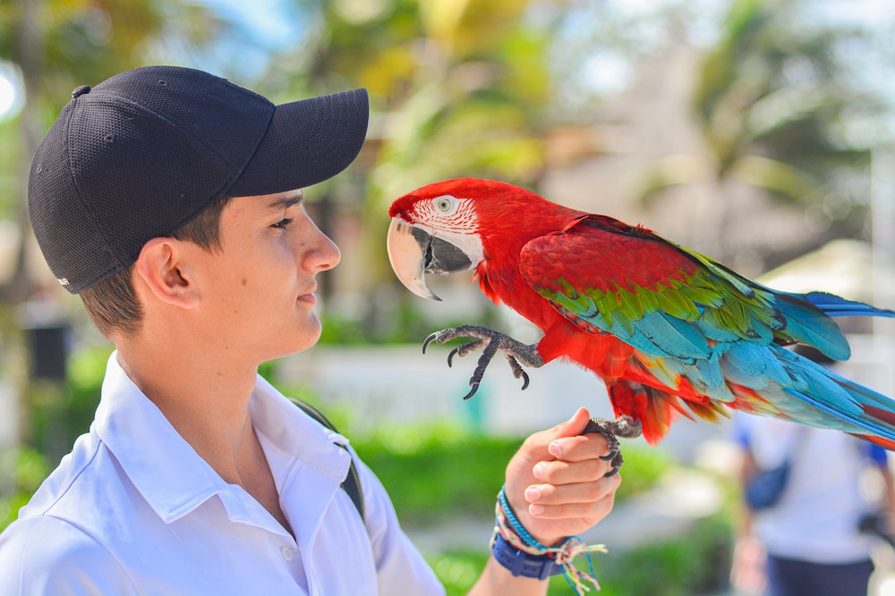 Macaw interaction with pet parent