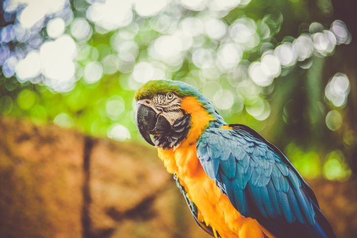 blue and yellow macaw close up